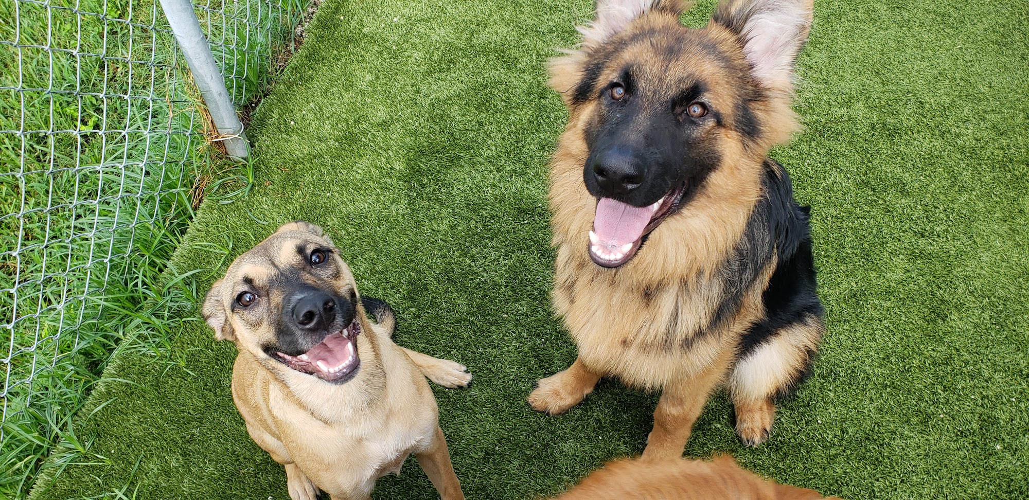 Happy Camper St. Petersburg