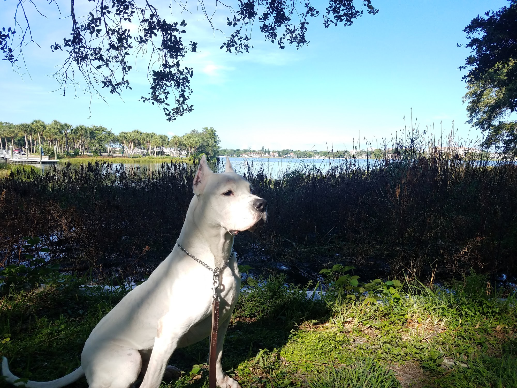 AlphA and Omega Dog Training St. Petersburg