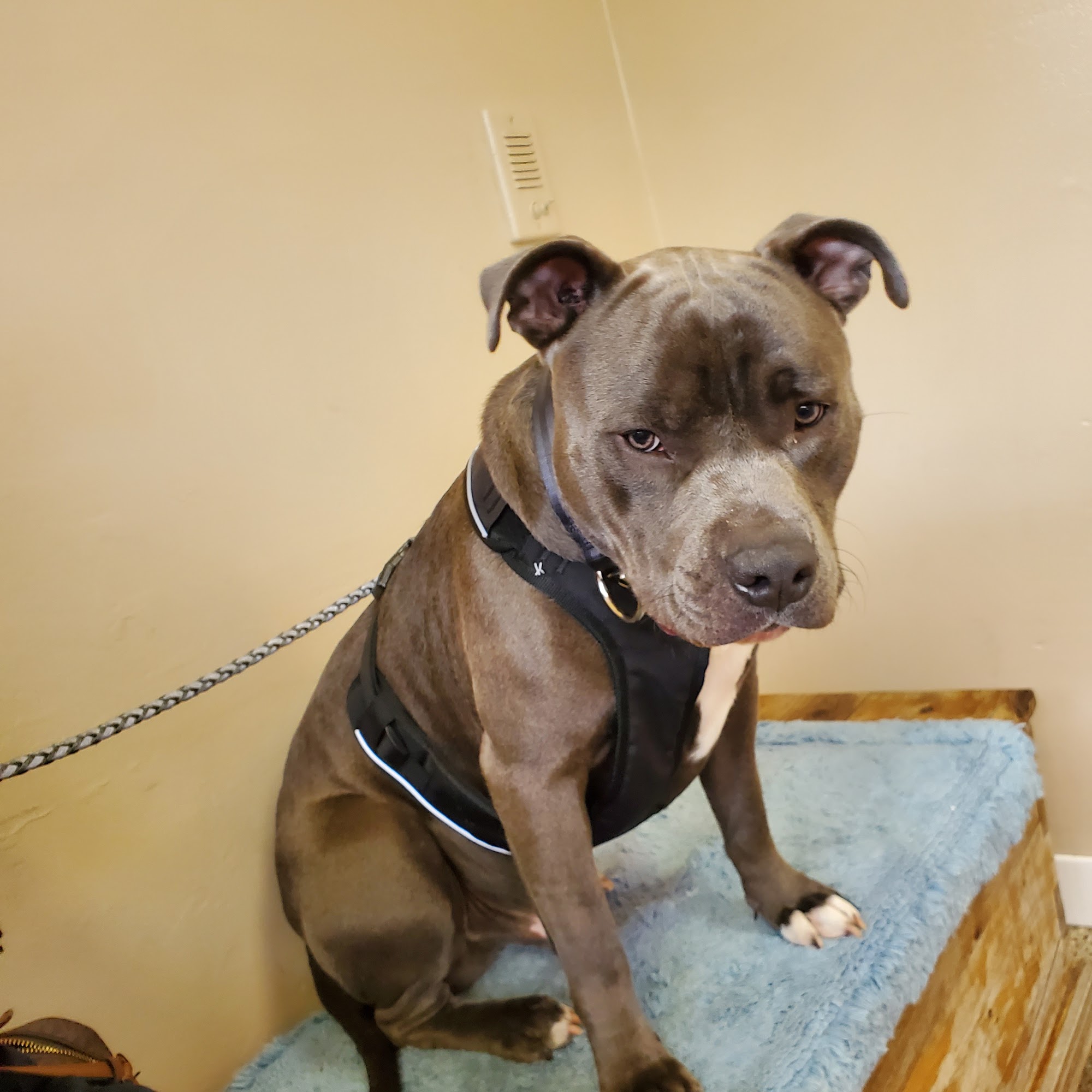 Ricker Michael DVM Starke