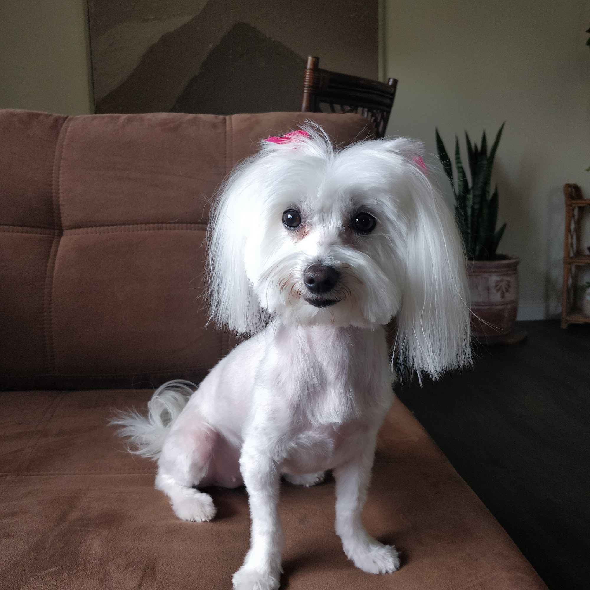 Katie Sue's Clip & Dip Starke