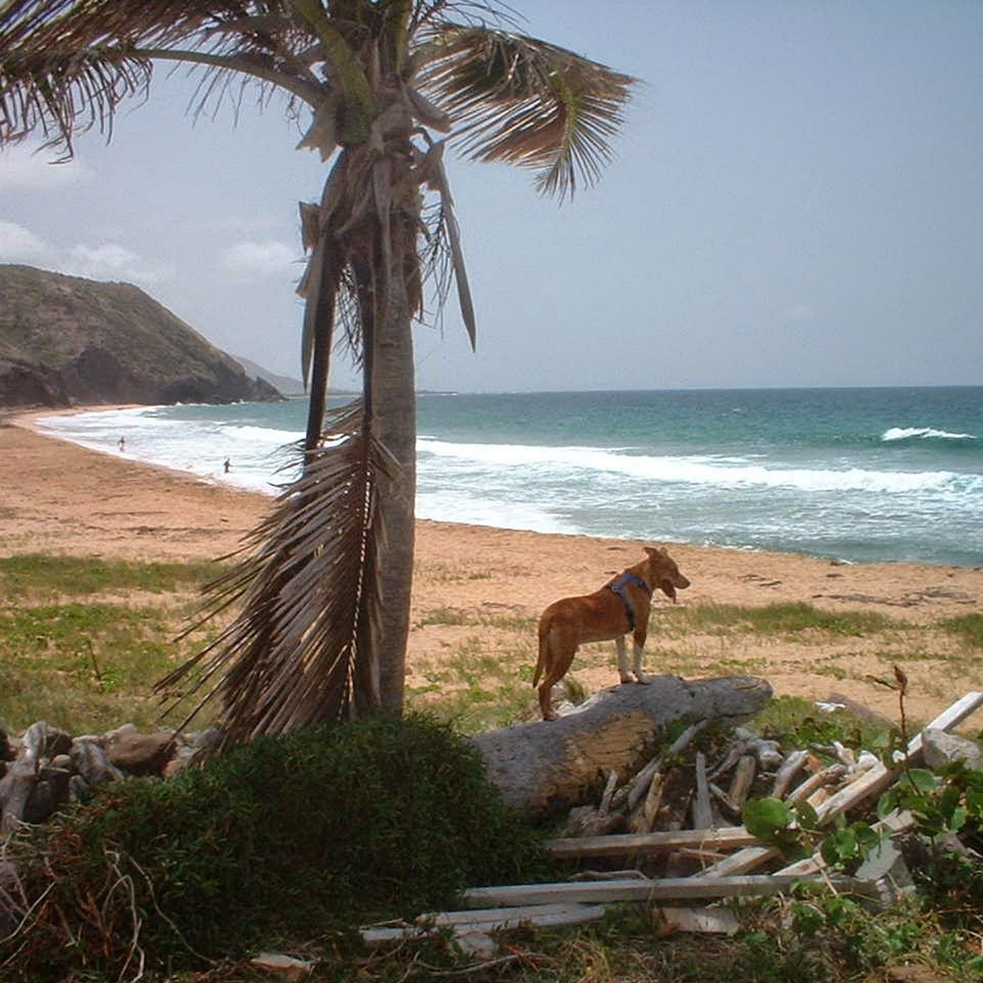 Surfside Pet Hospital Stuart