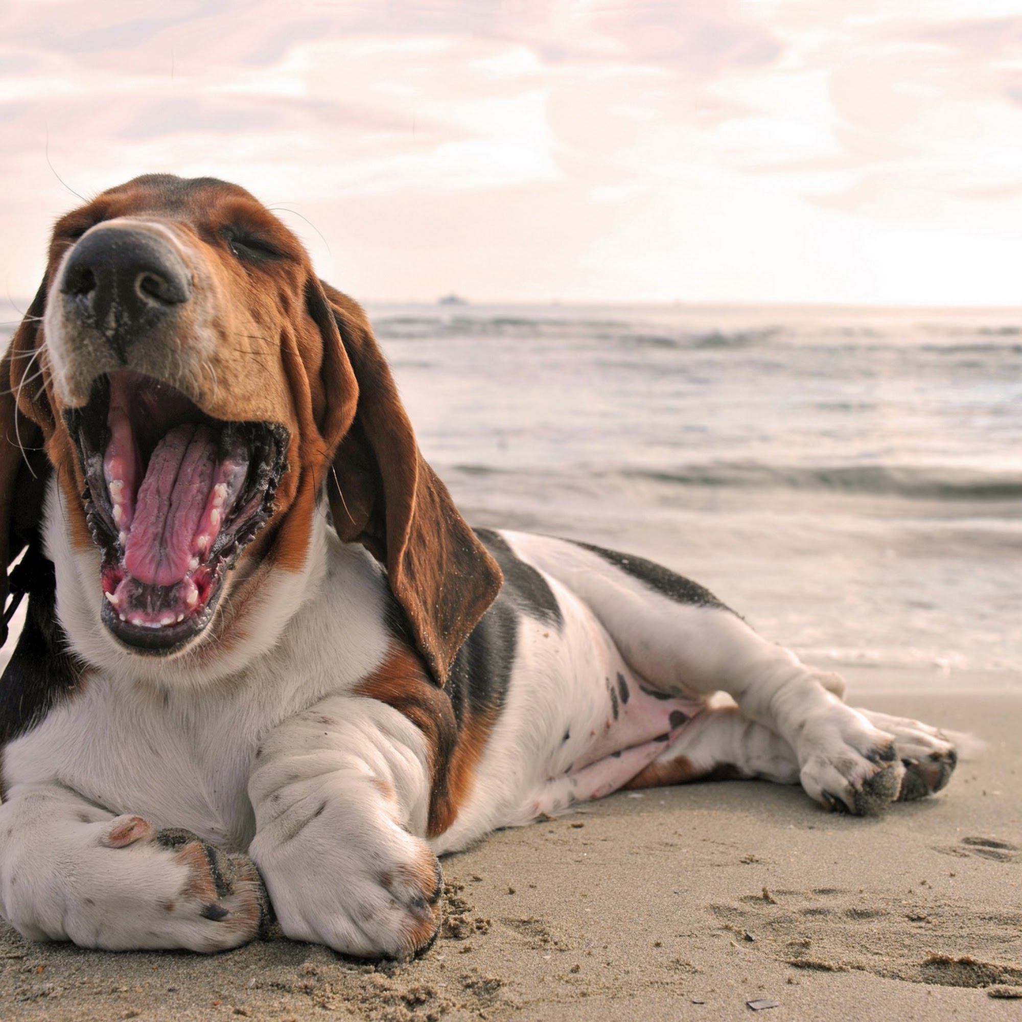 Monterey Animal Clinic Stuart