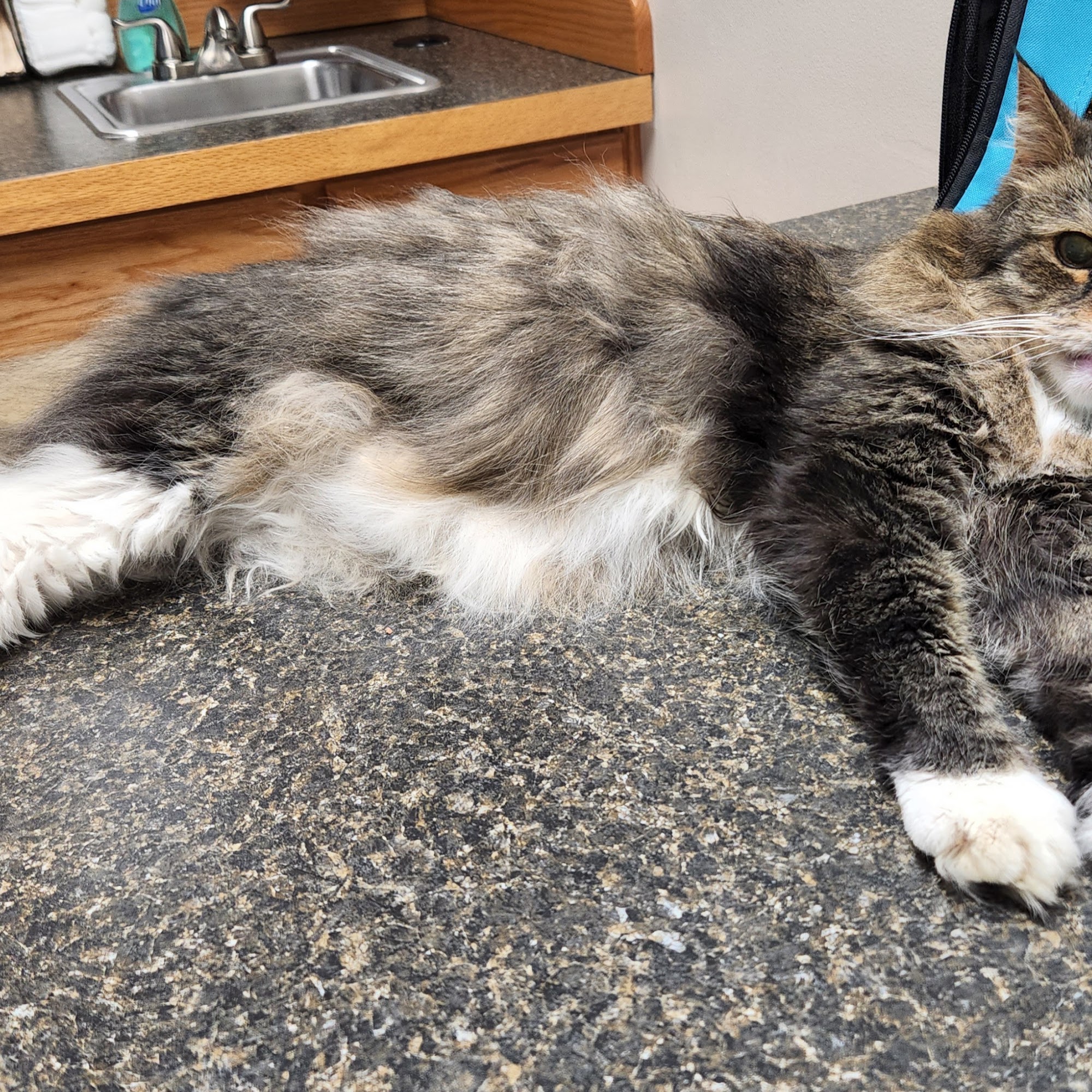 Port Salerno Animal Hospital Stuart