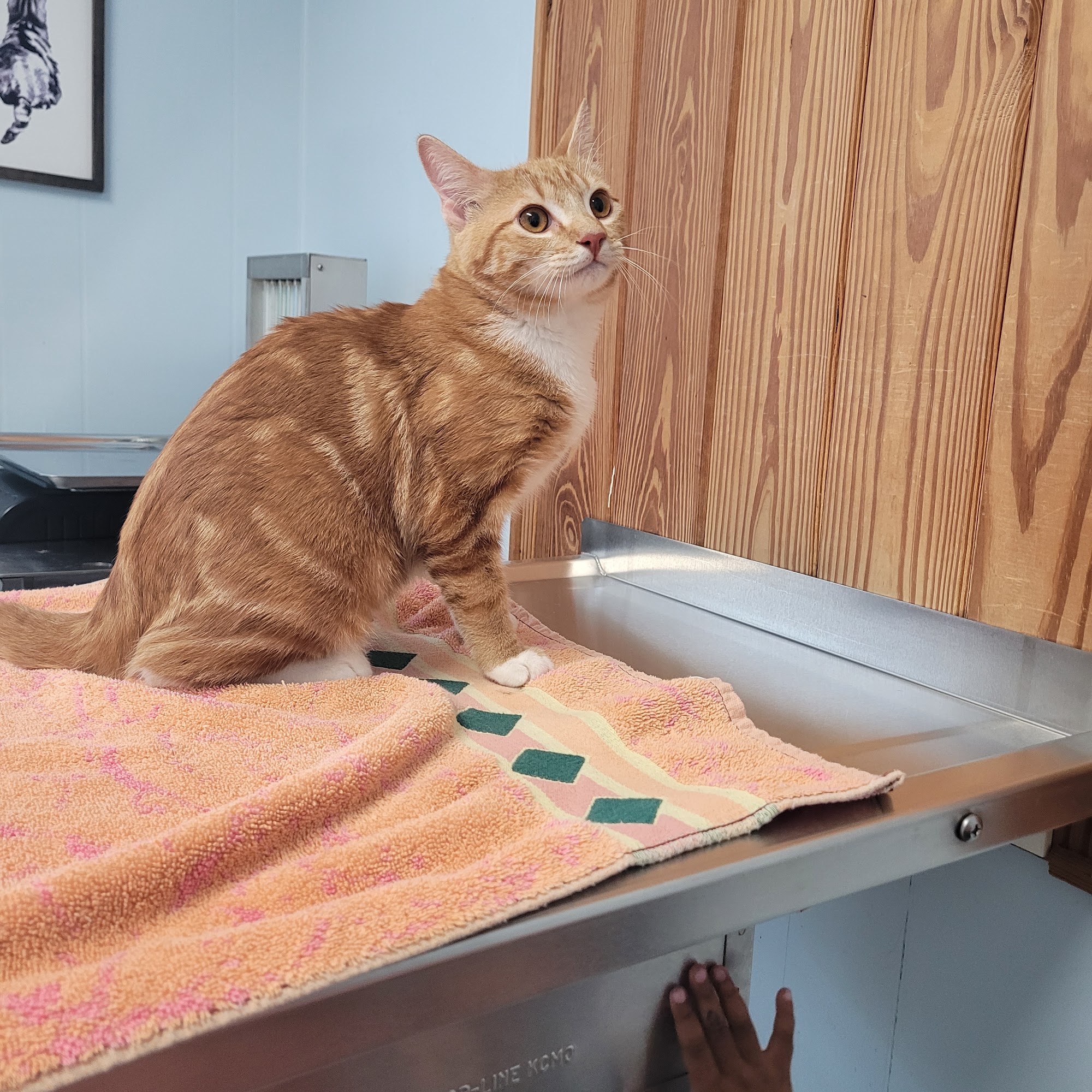 Animal Medical Hospital Stuart