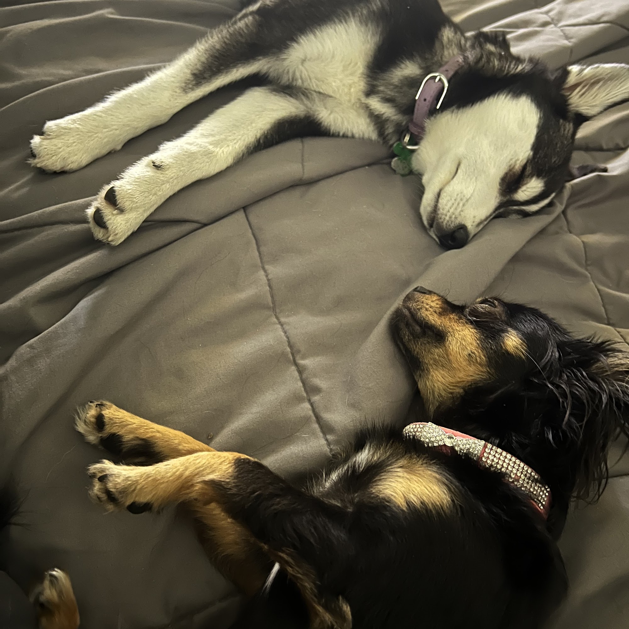 The Noble Paw Stuart