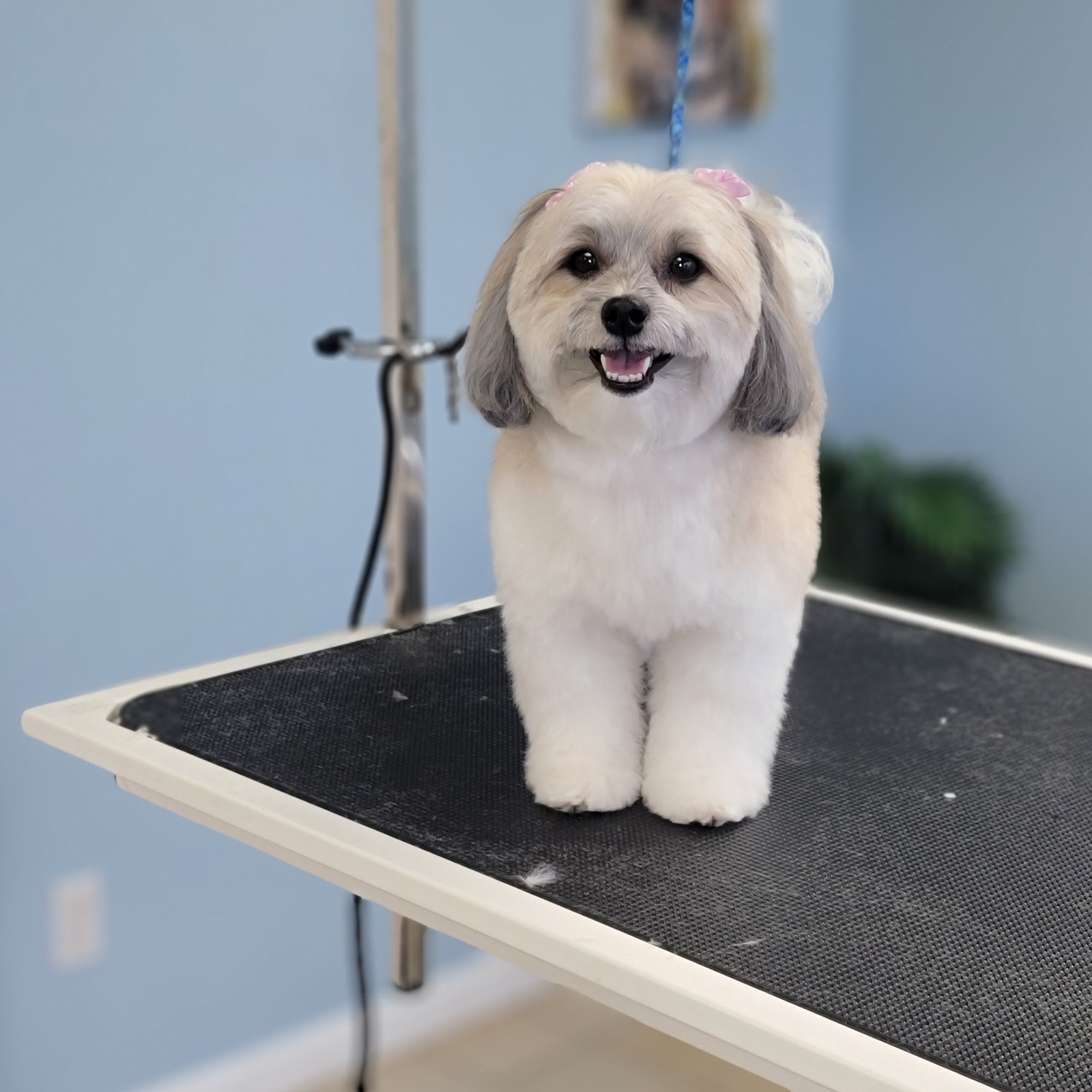 All Paws Pet Spa Stuart