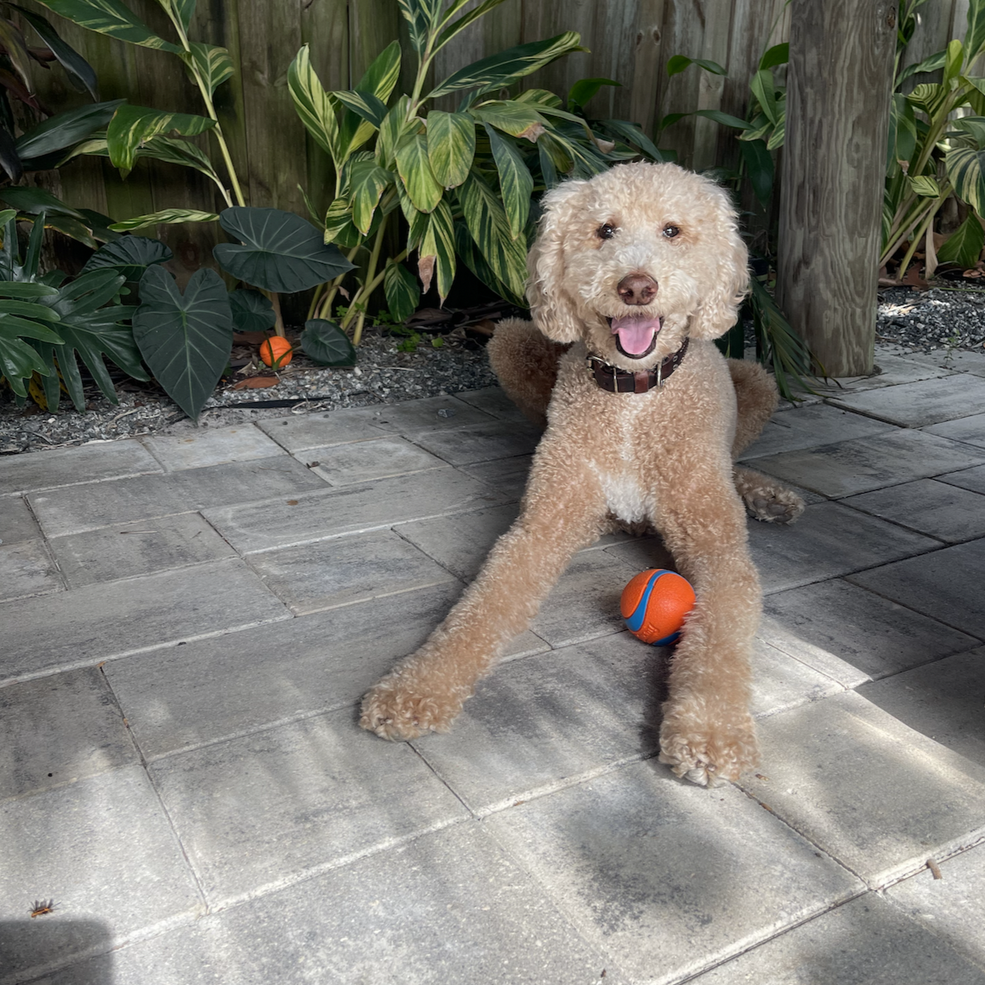 Animal Allergy, Skin & Ear Specialists