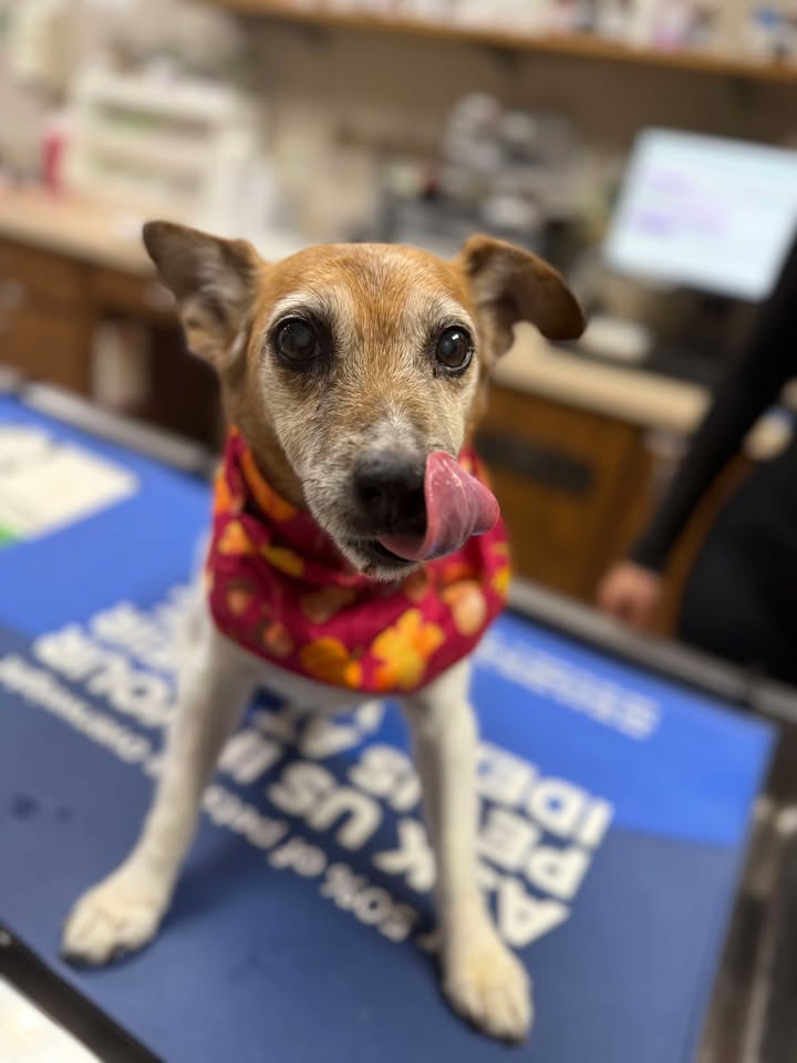 Veterinary Heart Institute