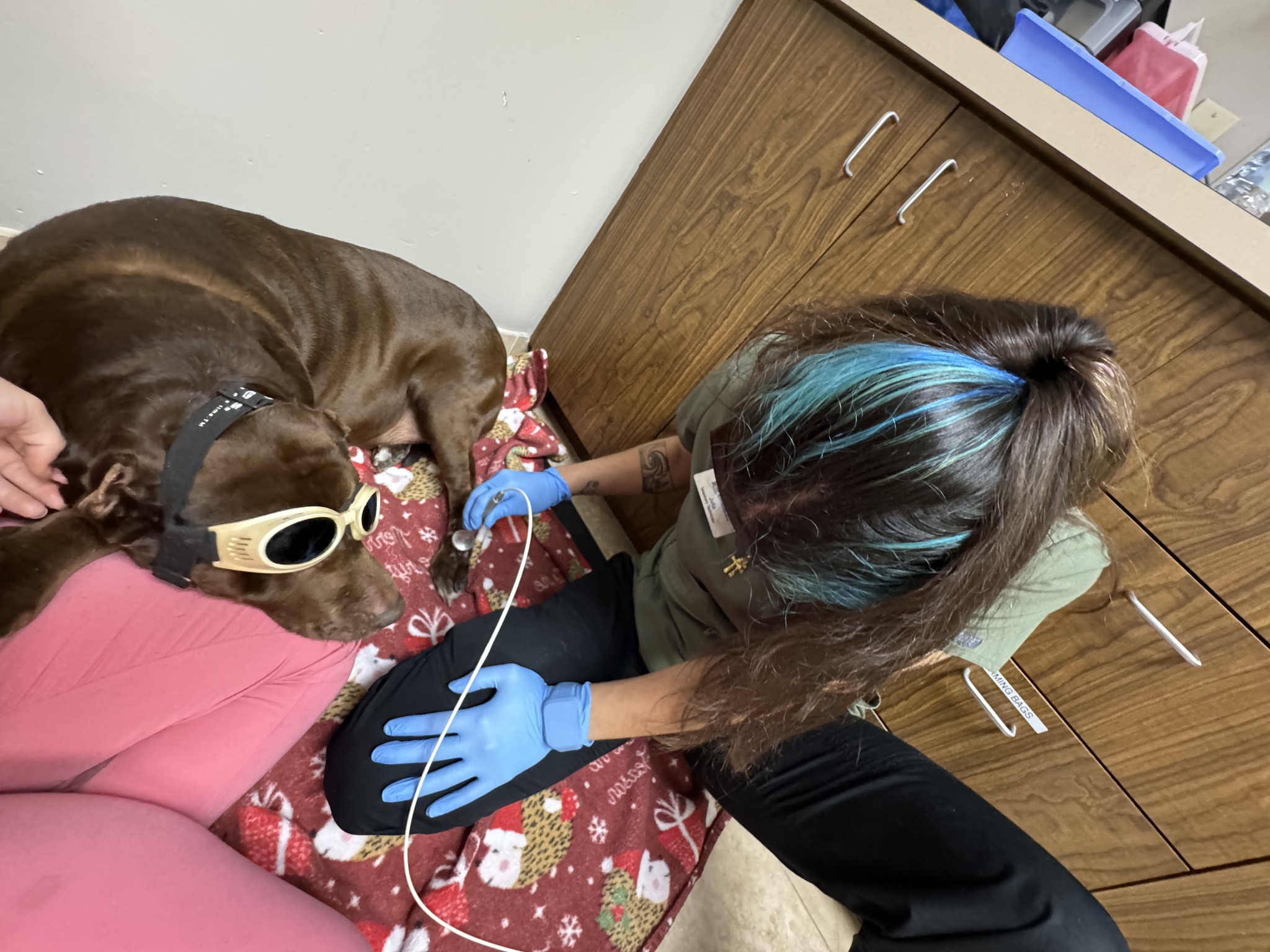 Veterinary Heart Institute