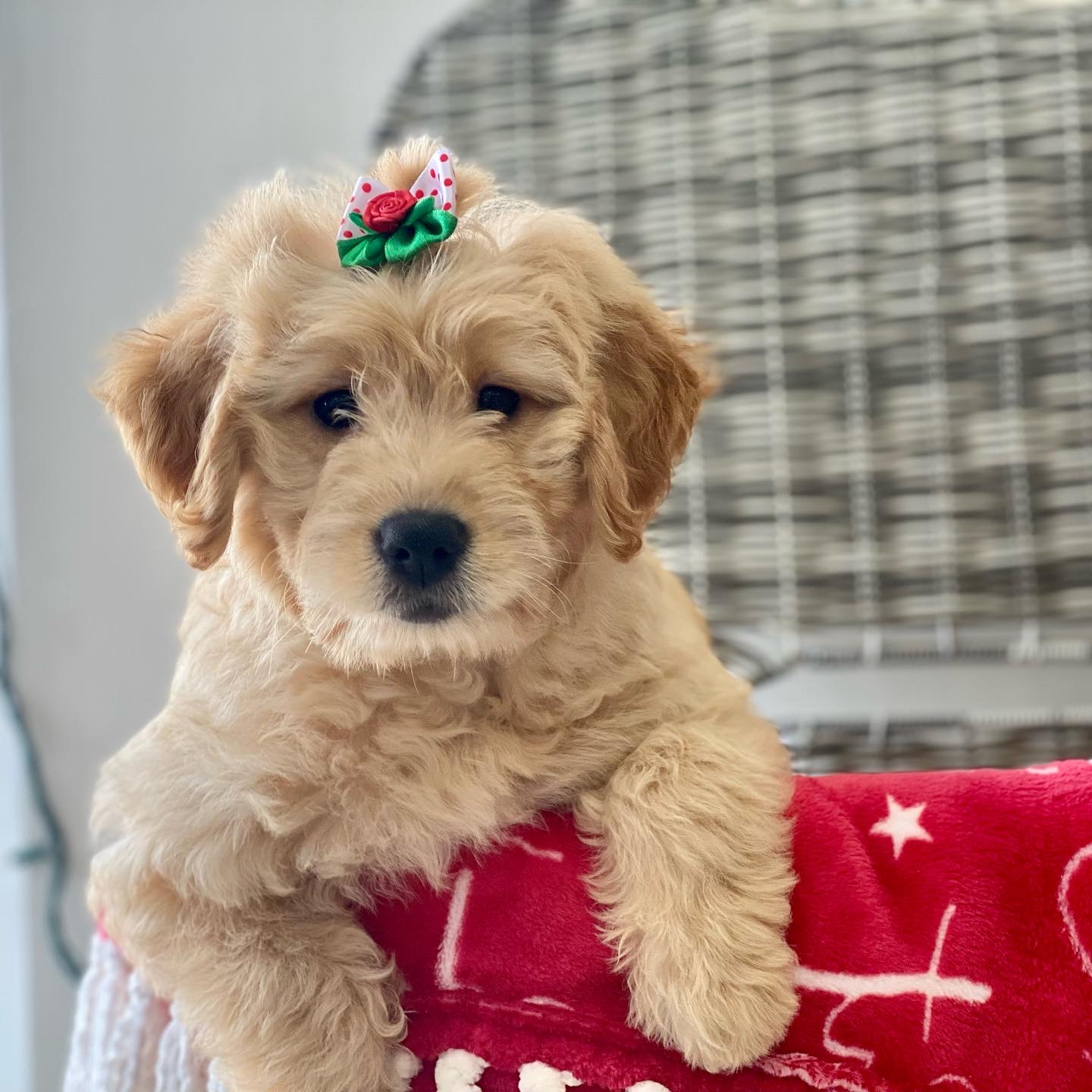 Wags About You Stuart