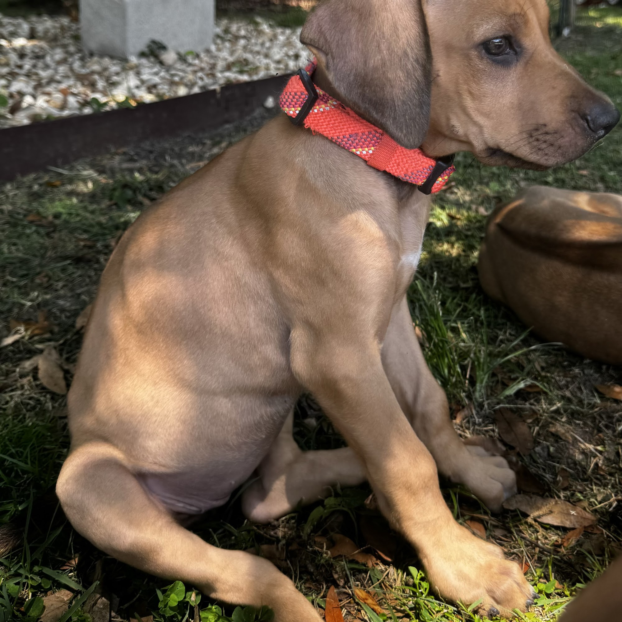 Aariel Ridgebacks 16441 SE 84th Terrace, Summerfield Florida 34491