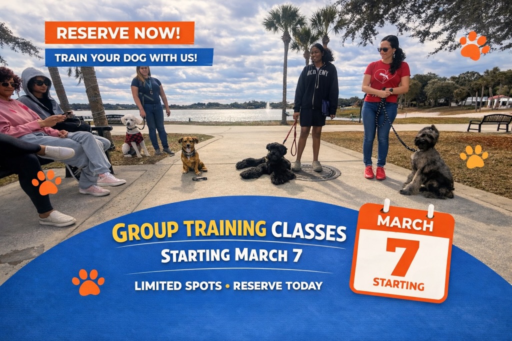 D'Roman Dog Training and Boarding LLC Sumterville