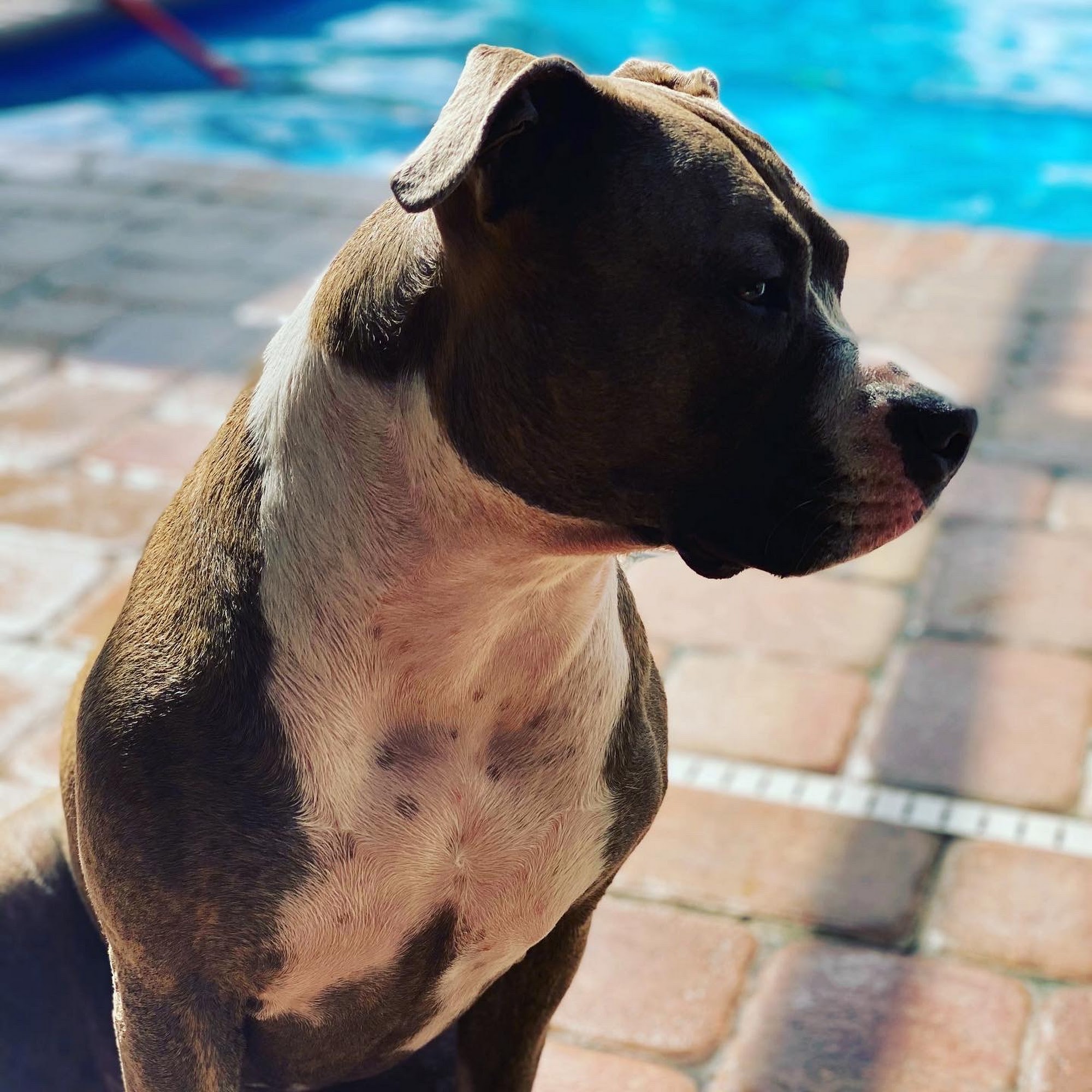 Premium Vet Care - Mobile Animal Hospital Sunny Isles Beach