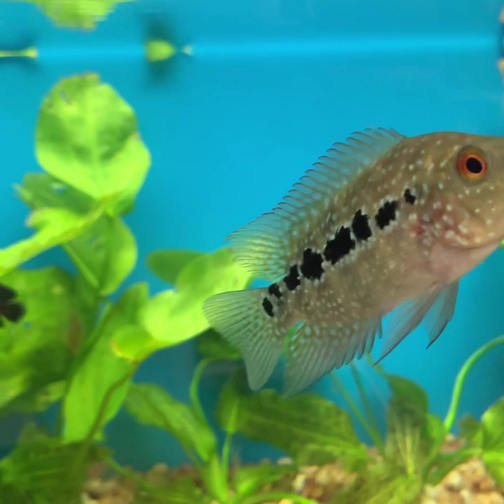 Pet Supermarket Sunrise