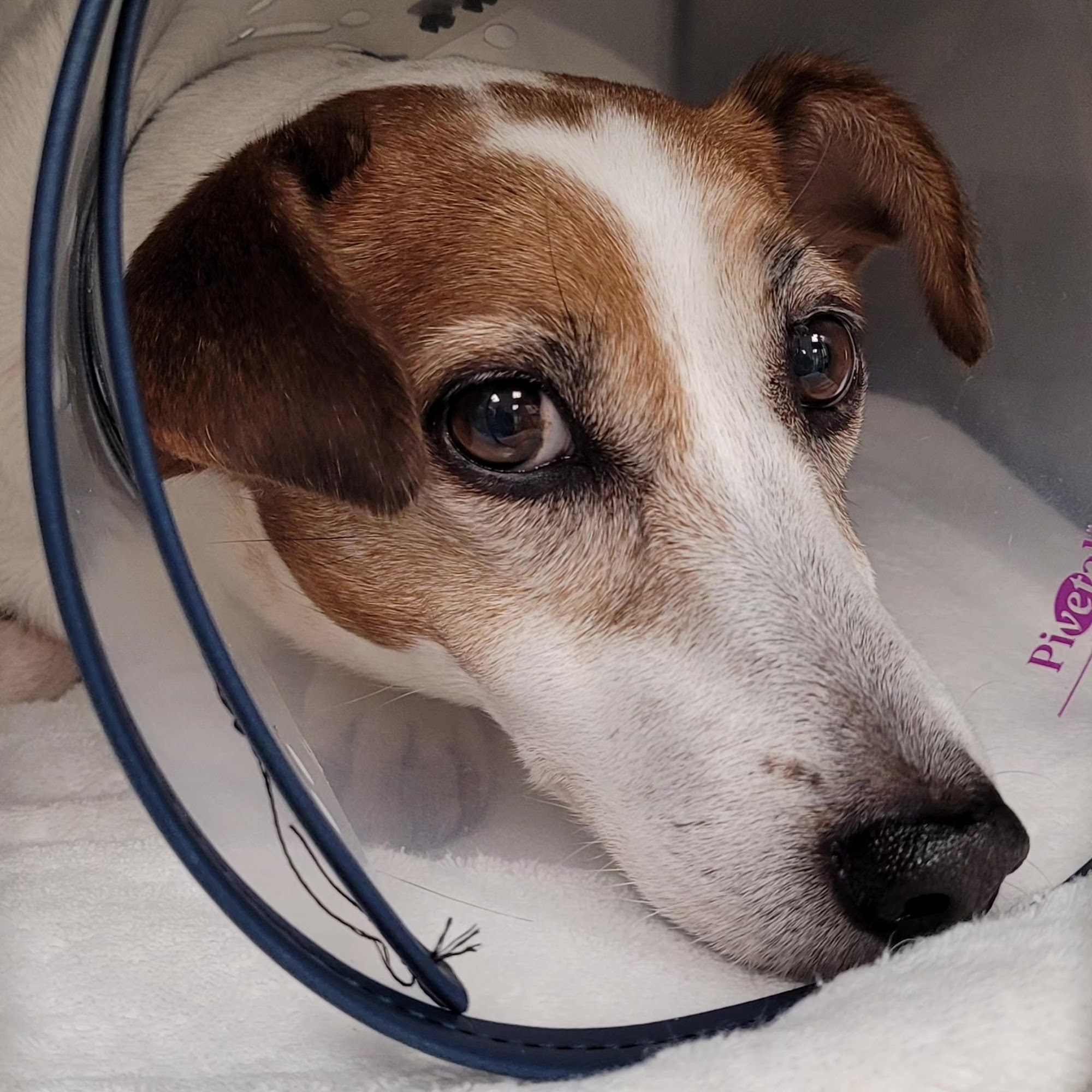 VetField Animal Hospital & Mobile Vet Sunrise