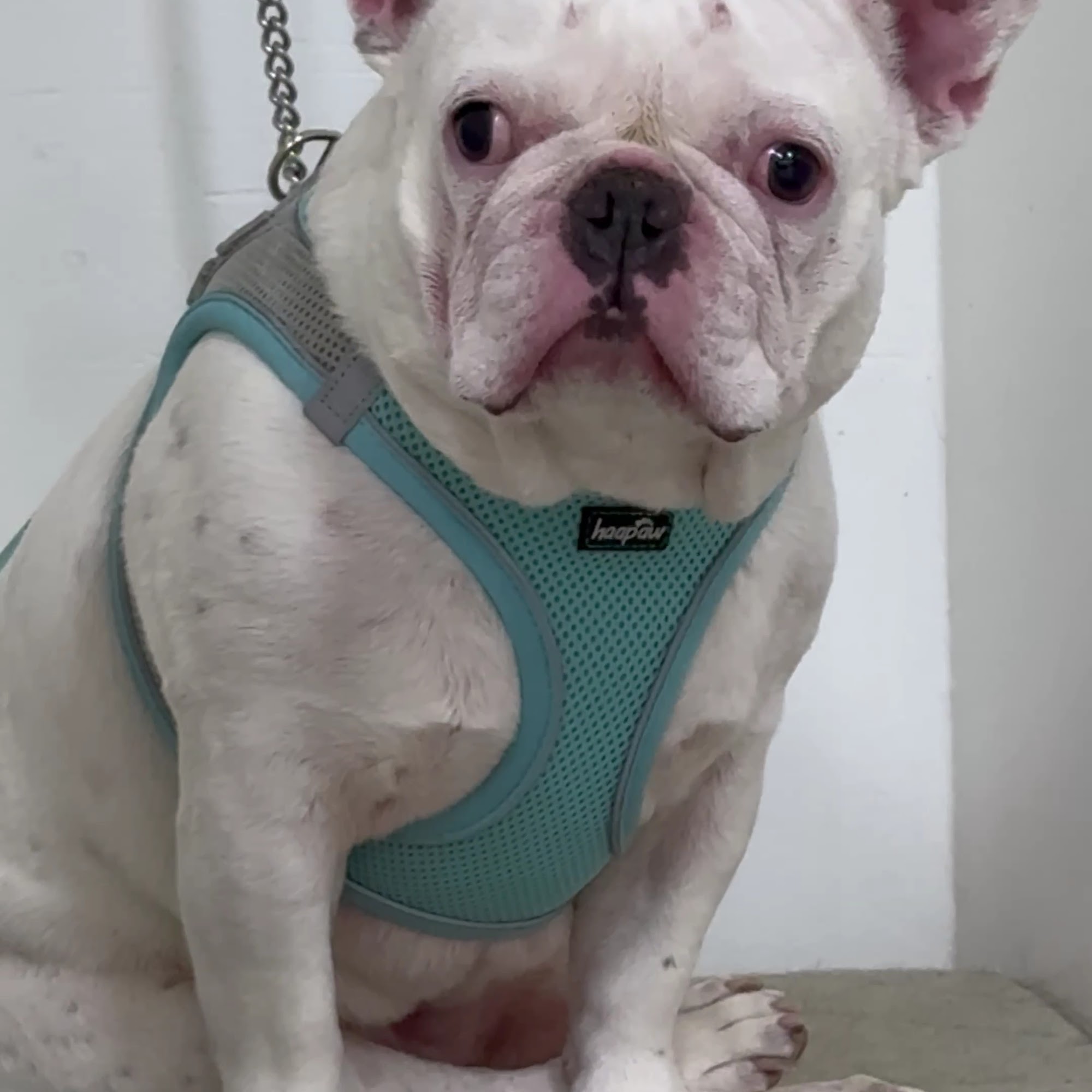 Pat's Pedigree & Pet Grooming Sunrise