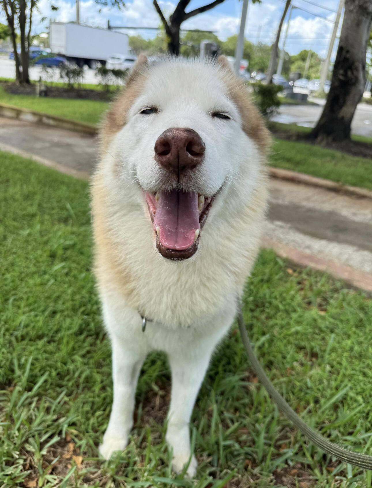 Saving Sage Animal Rescue Sunrise