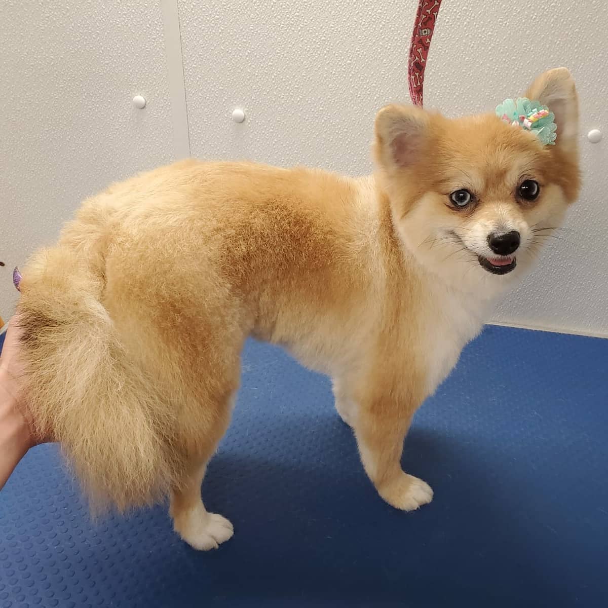 Happy Tails Mobile & Salon Grooming Sunrise