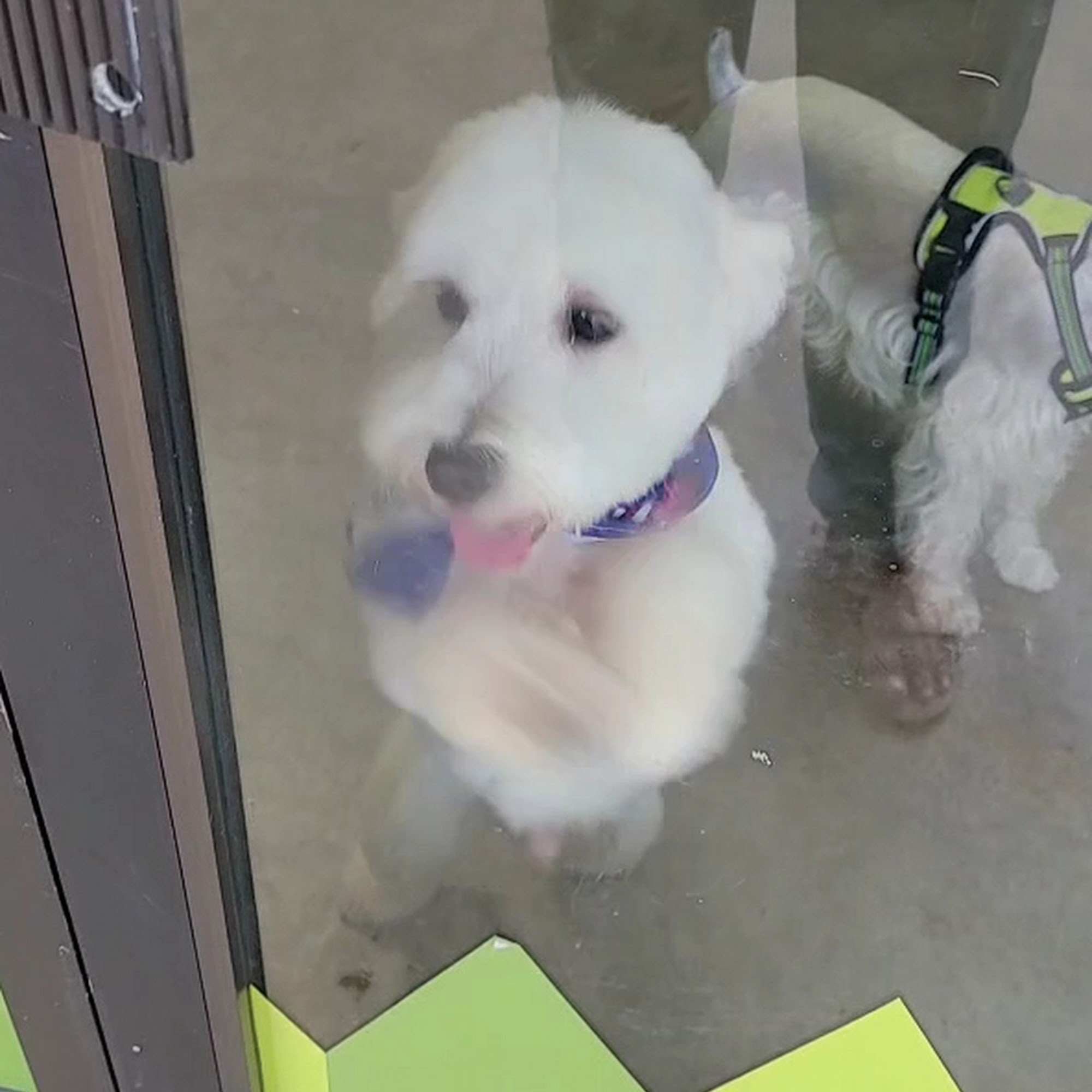 Conga's Pet Grooming Sunrise