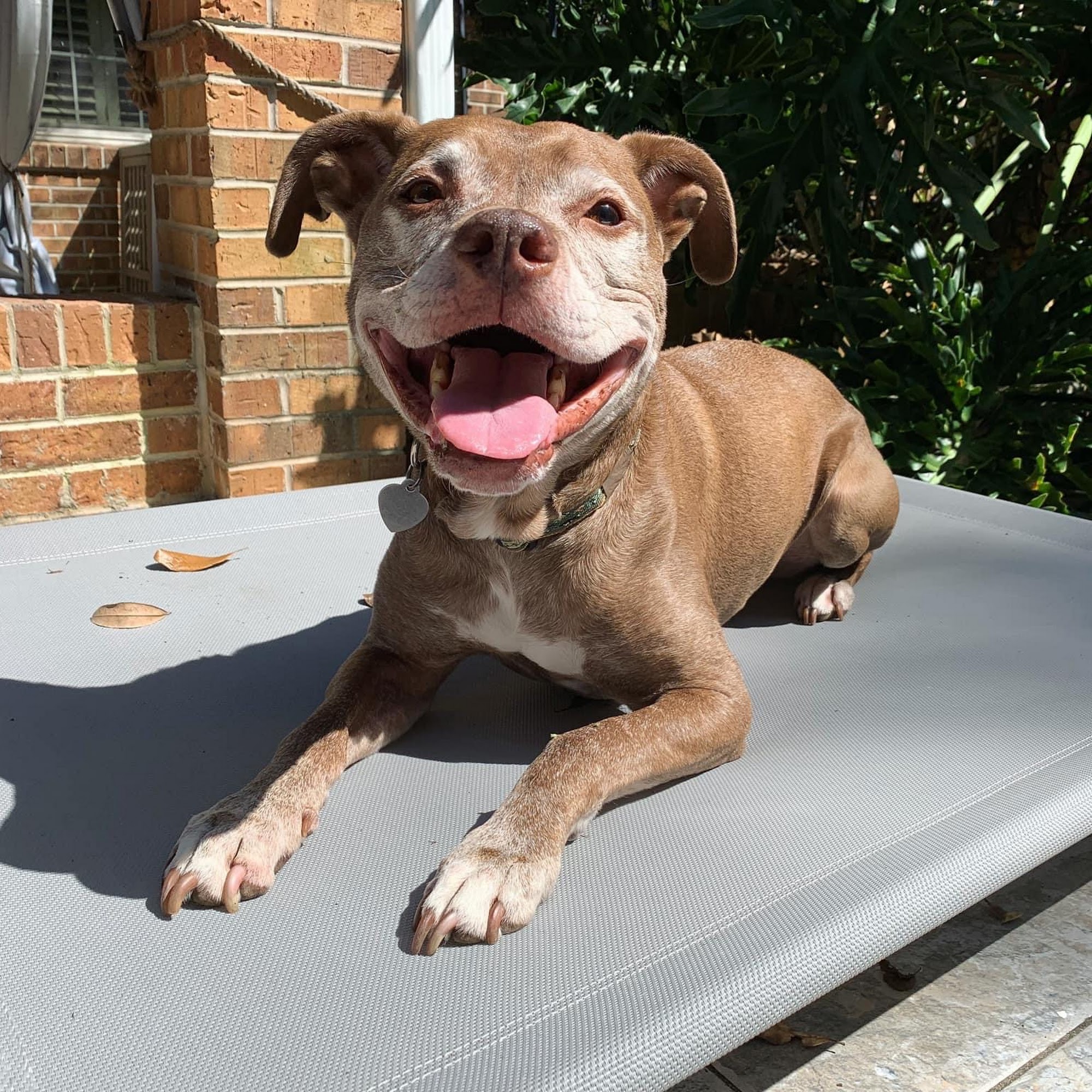 Novey Animal Hospital Tallahassee