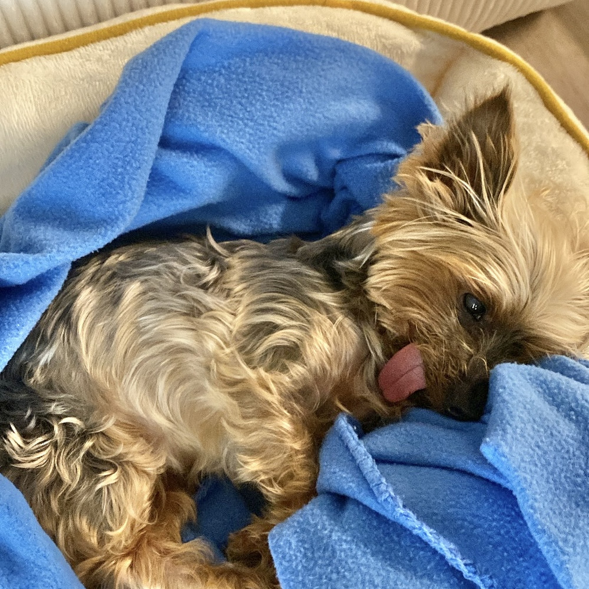 Tallahassee Veterinary Hospital Tallahassee