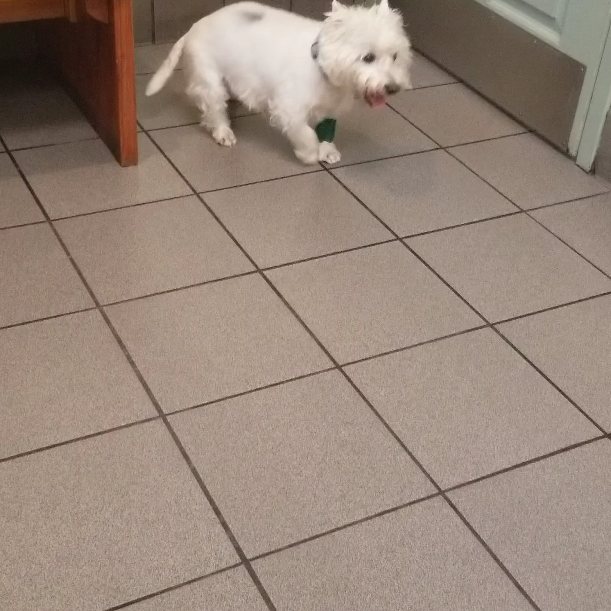 North Florida Animal Hospital Tallahassee