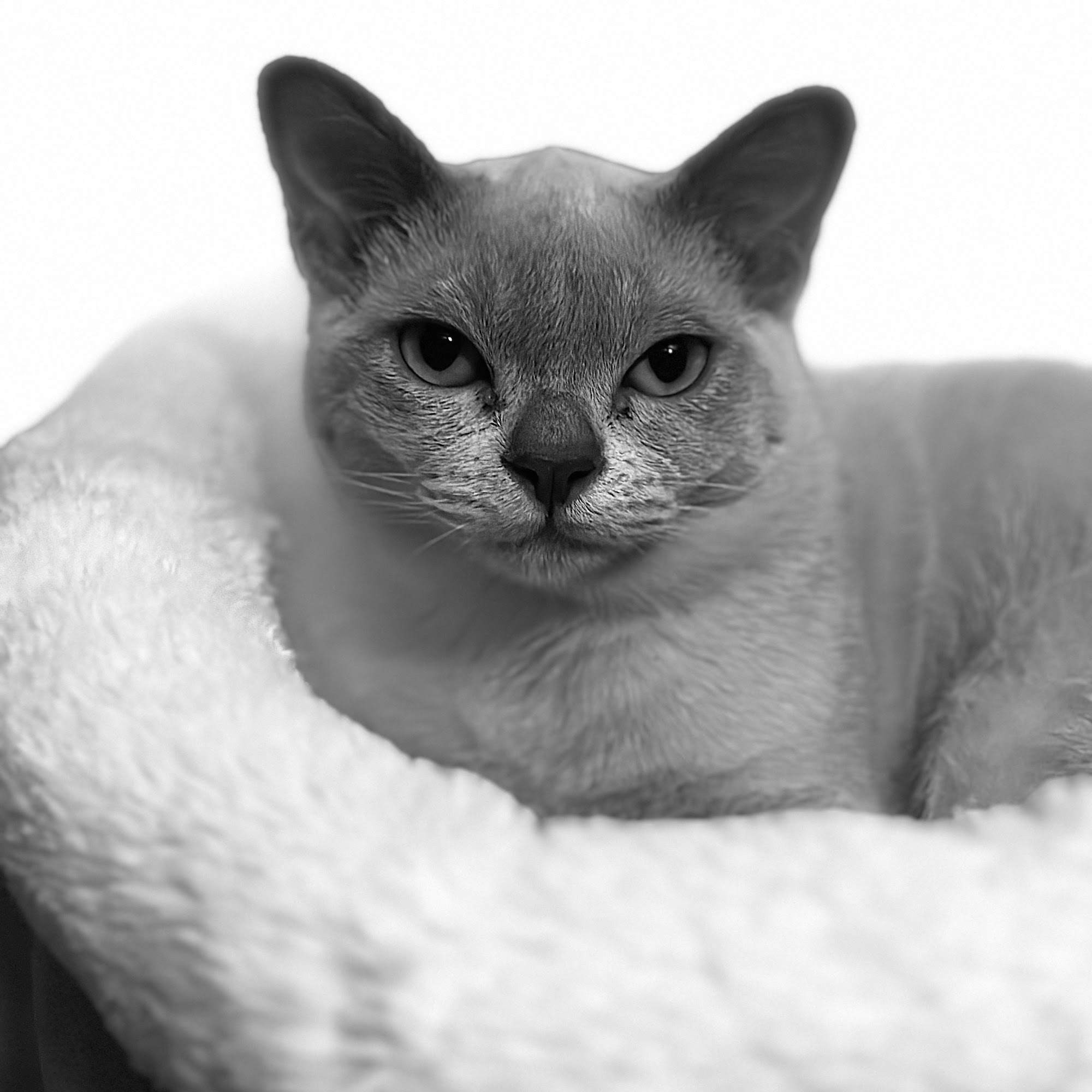 Northampton Animal Clinic Tallahassee