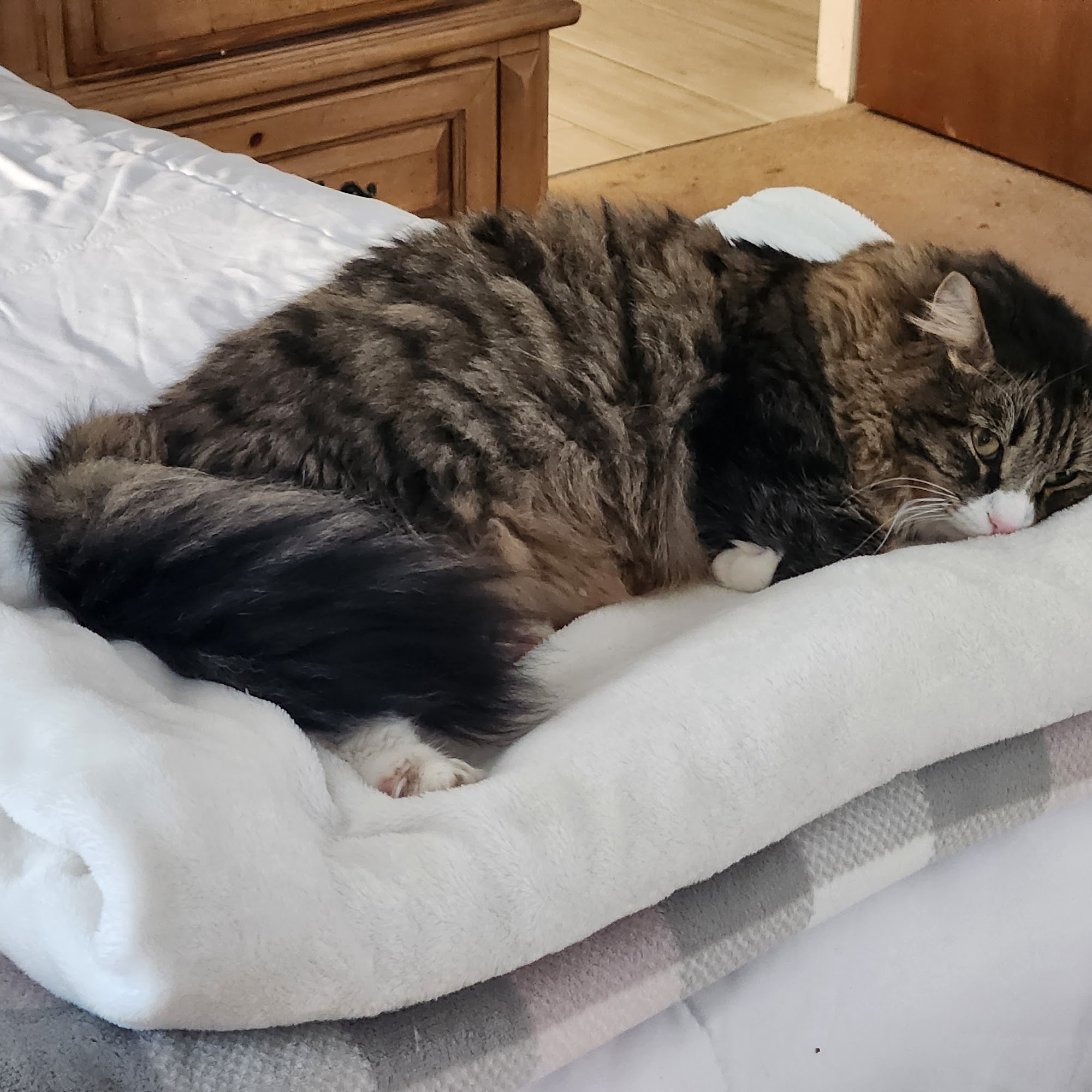 Timberlane Animal Hospital Tallahassee