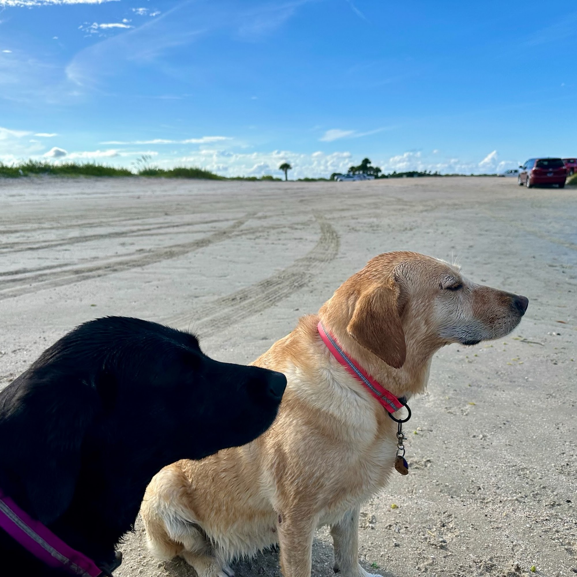 Bradfordville Animal Hospital Tallahassee