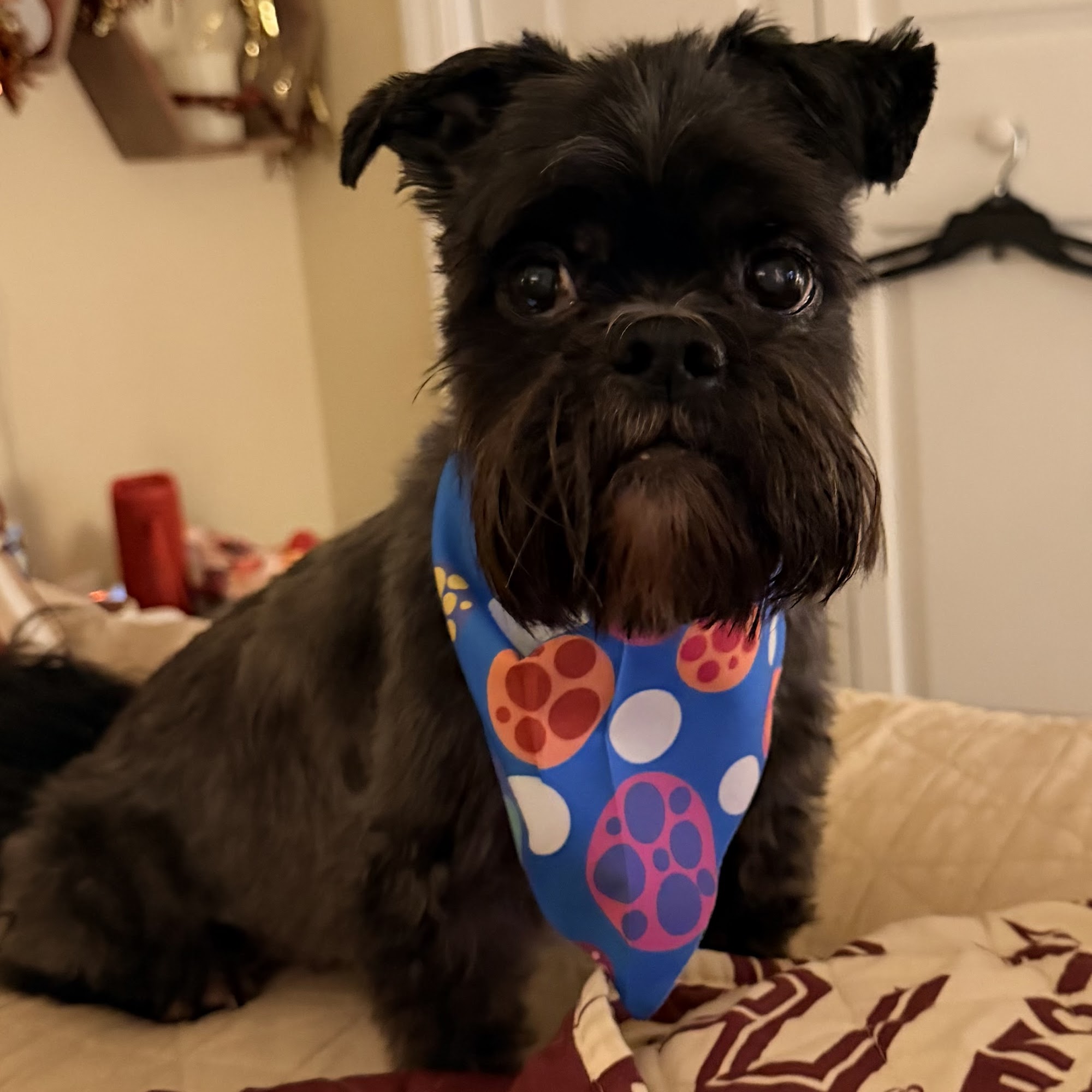 Paws & Claws Veterinary Hospital Tallahassee