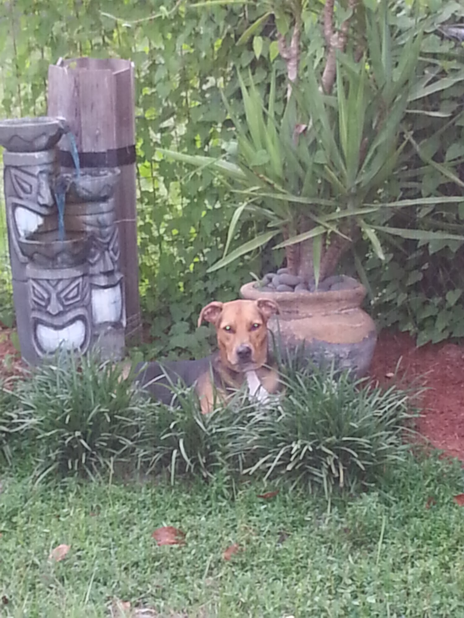 Lakewood Animal Hospital Tallahassee