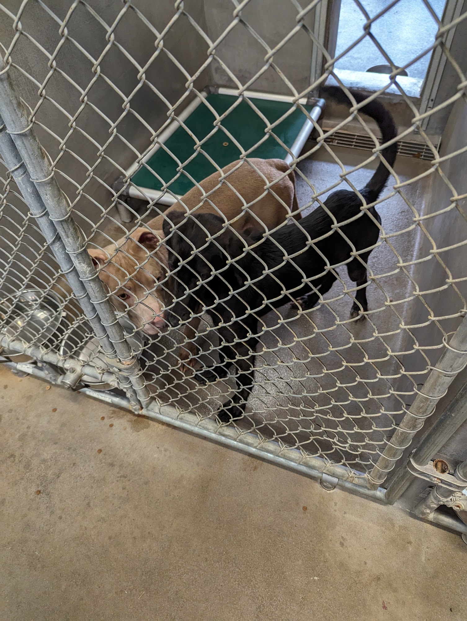 Tallahassee Animal Services Tallahassee