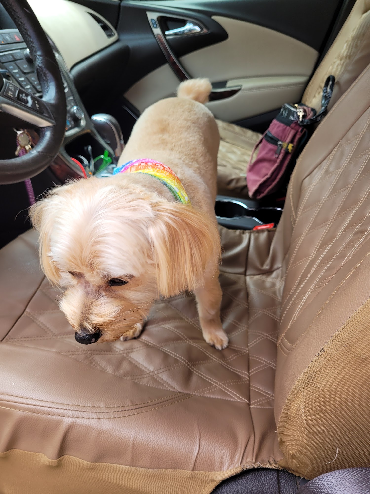 Lakeside Grooming Tallahassee