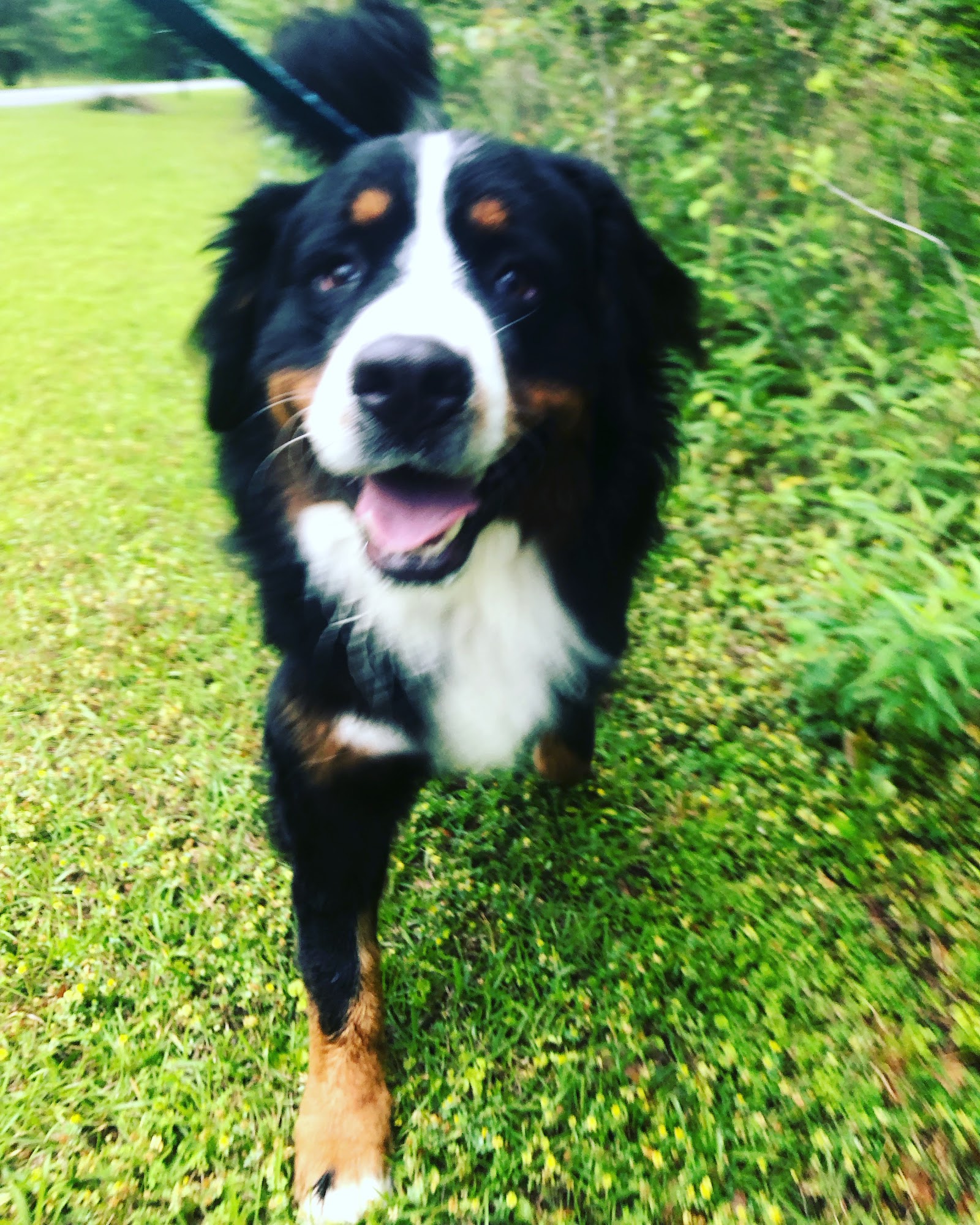 For Pet's Sake pet sitters Tallahassee