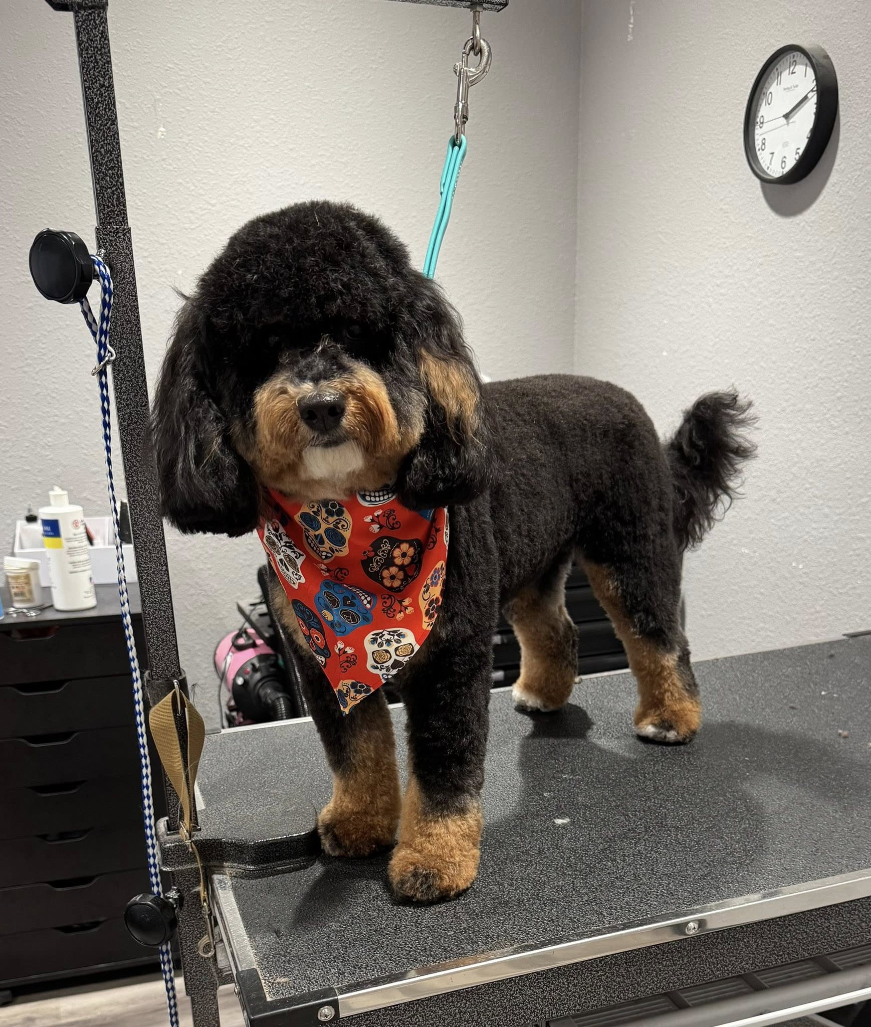 Tally Wags, LLC Tallahassee