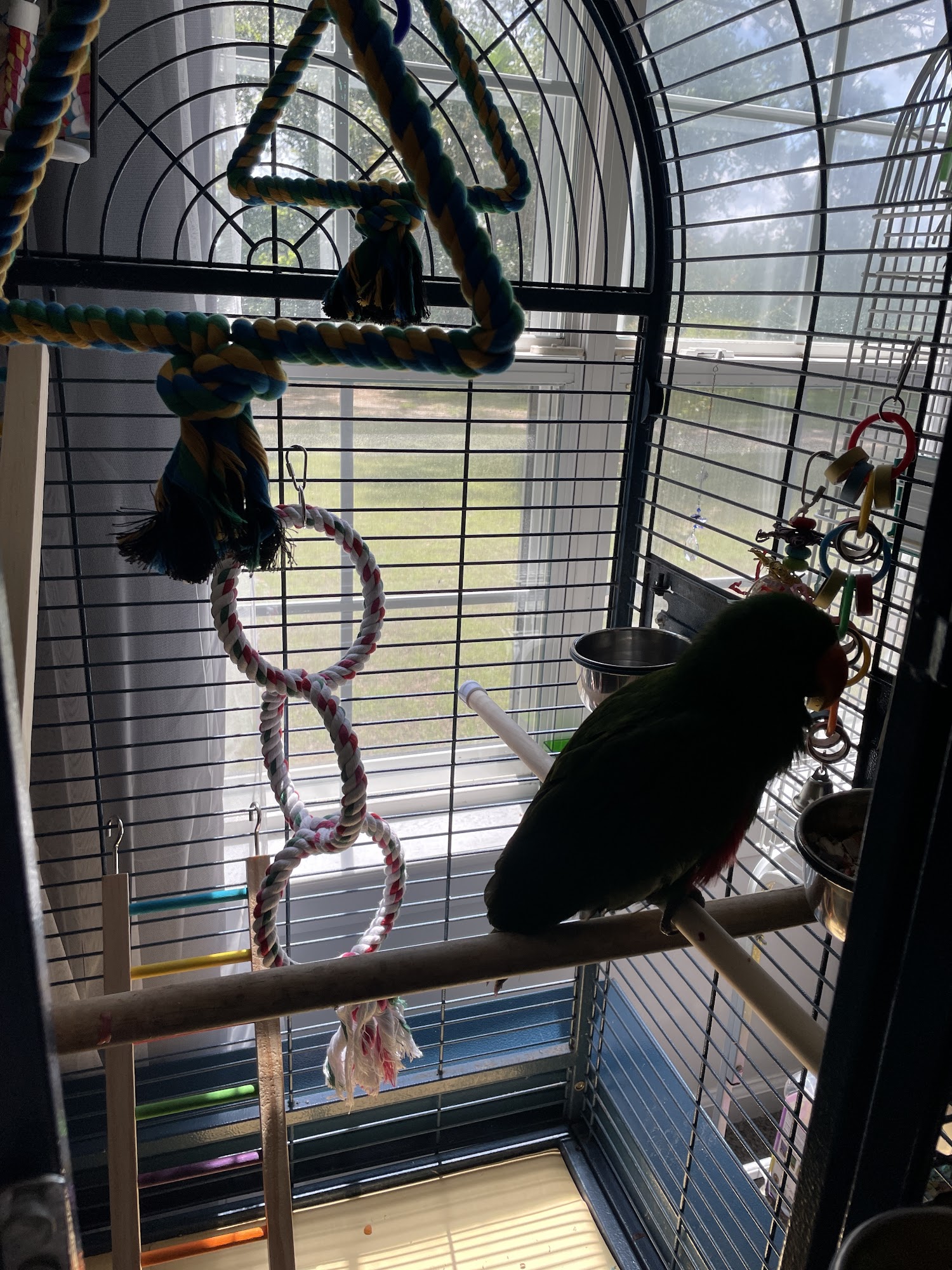 Pikapet Petshop Tallahassee