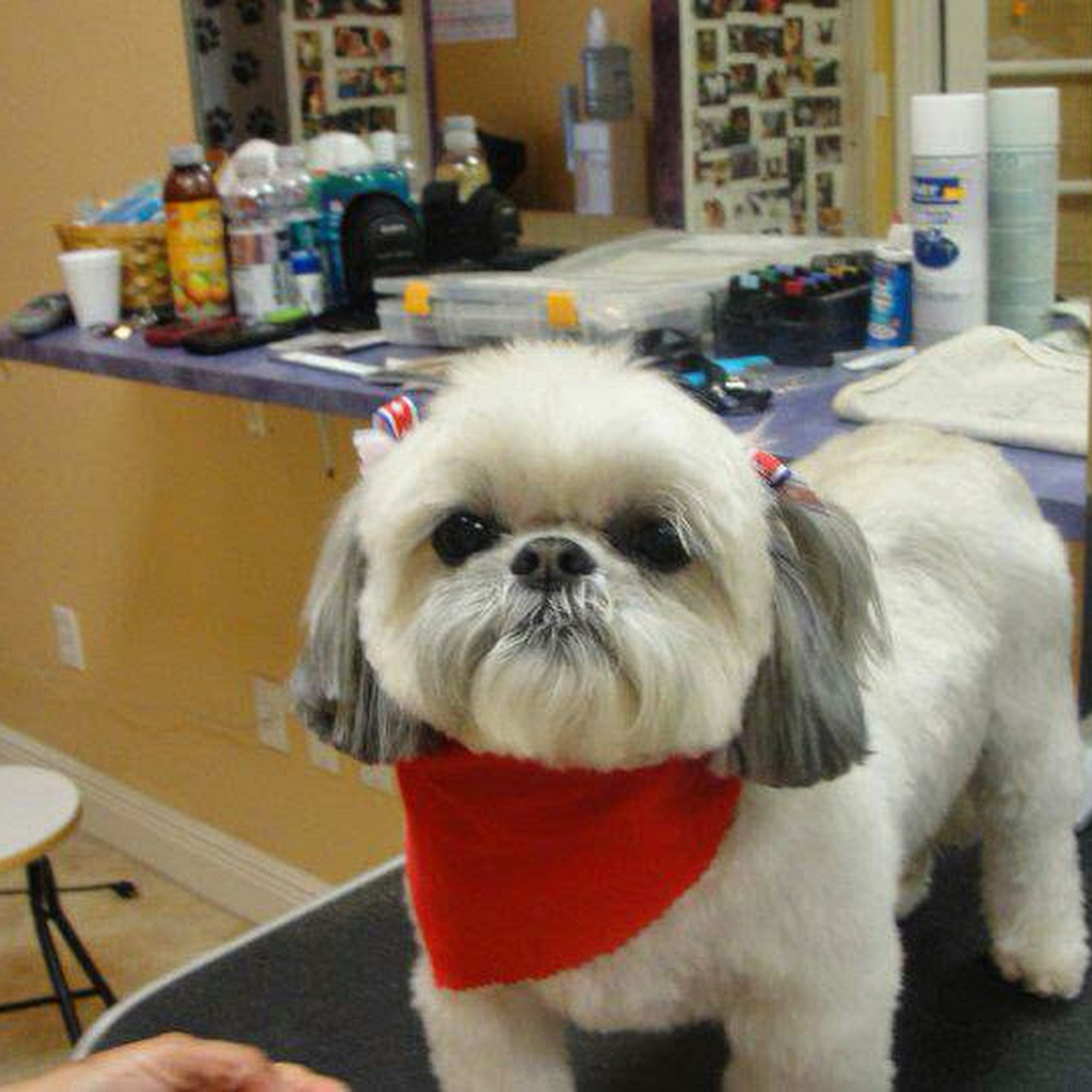Doggy Studio Grooming & Mobile Grooming Tamarac