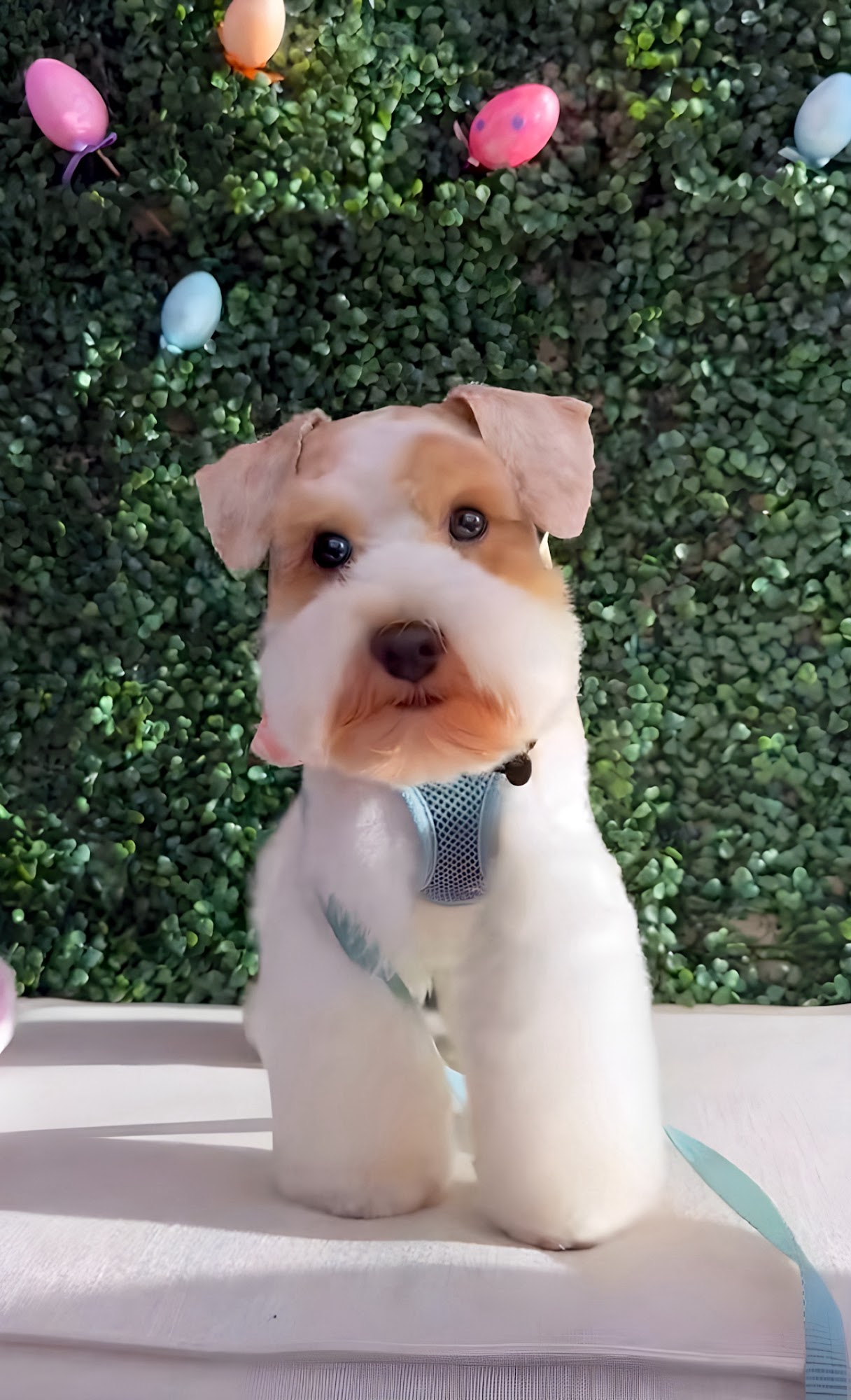 Woof Gang Bakery & Grooming South Tampa Tampa