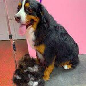 Woof Gang Bakery & Grooming South Tampa Tampa