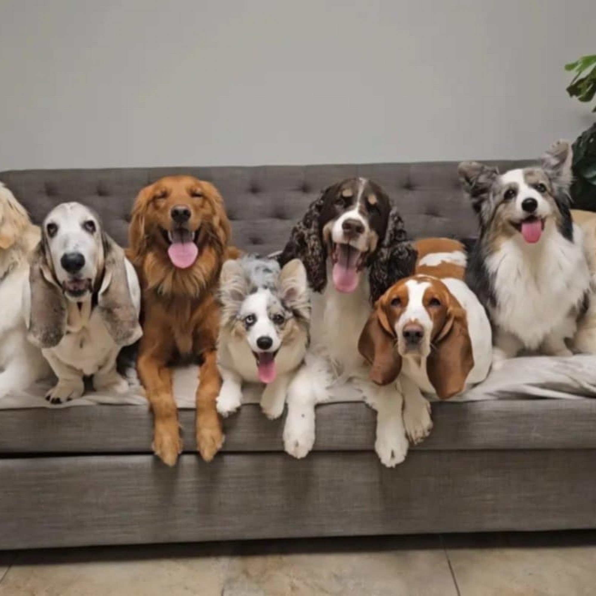 Temple Terrace Animal Hospital Tampa