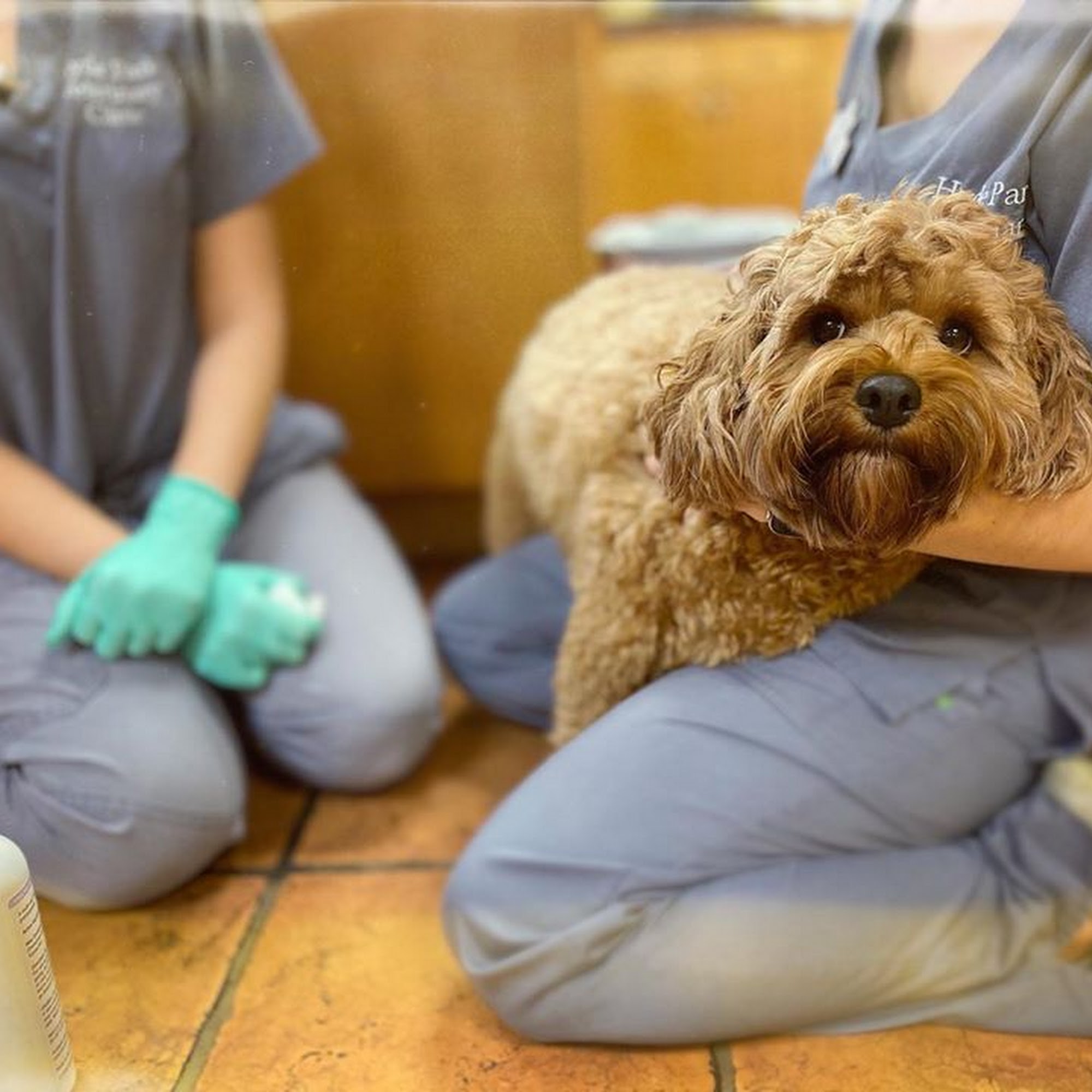 Hyde Park Veterinary Clinic Tampa