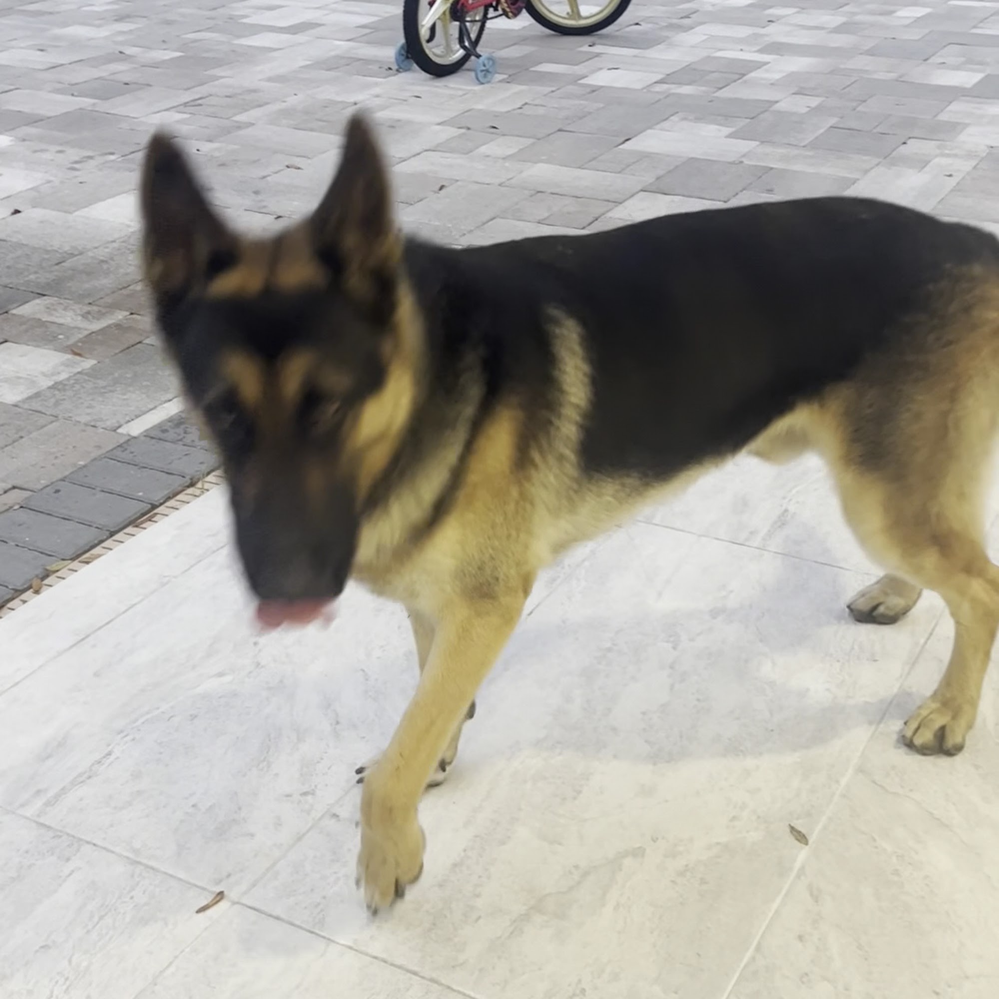 Wellswood Midtown Animal Hospital Tampa