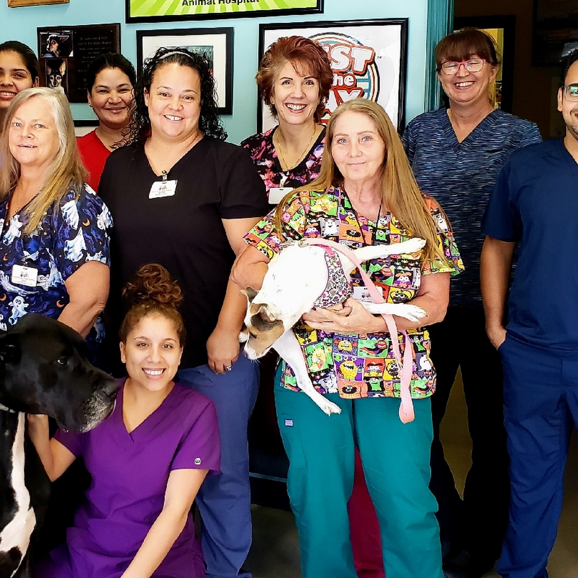 Circle of Life Animal Hospital Tampa