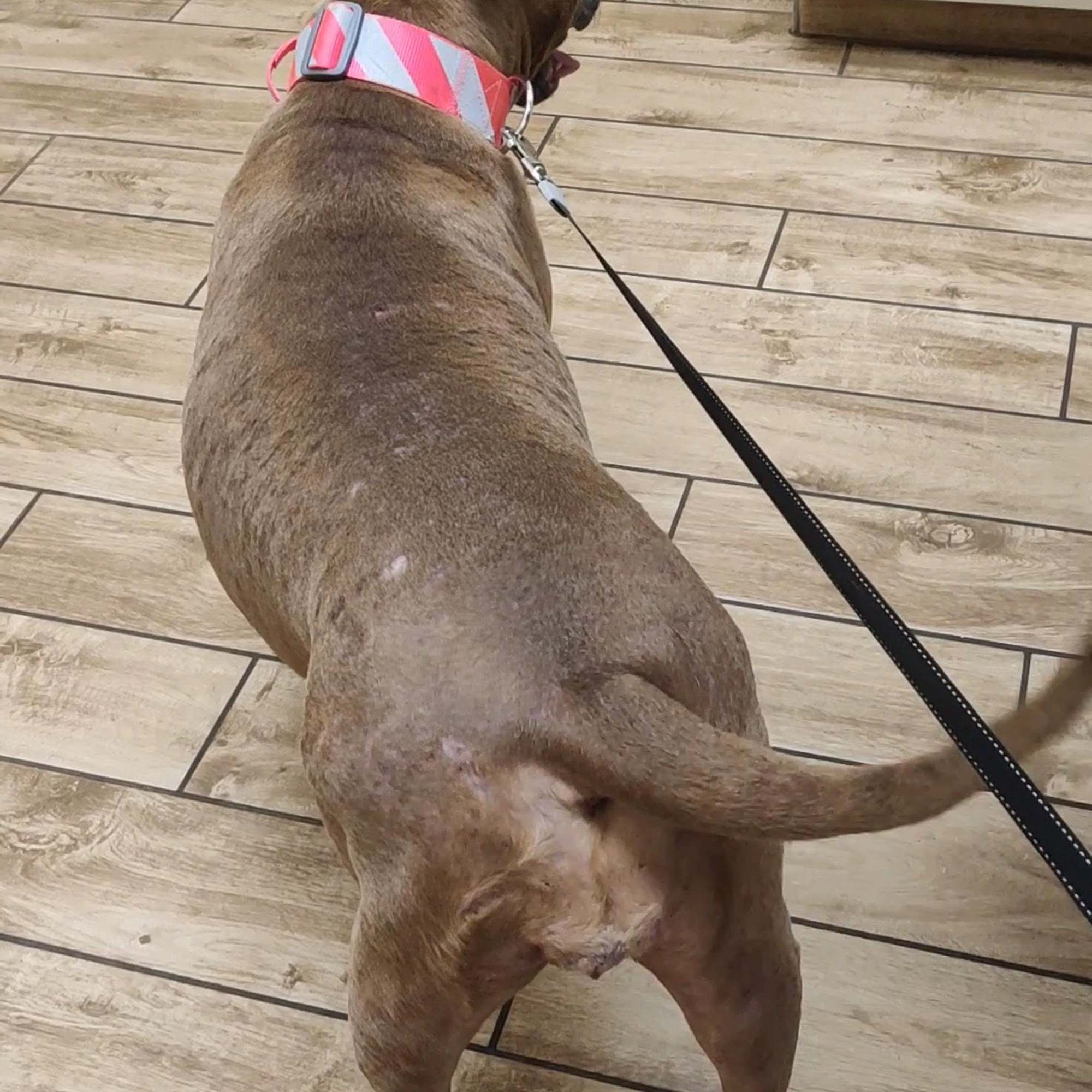 Sunshine Animal Hospital Tampa