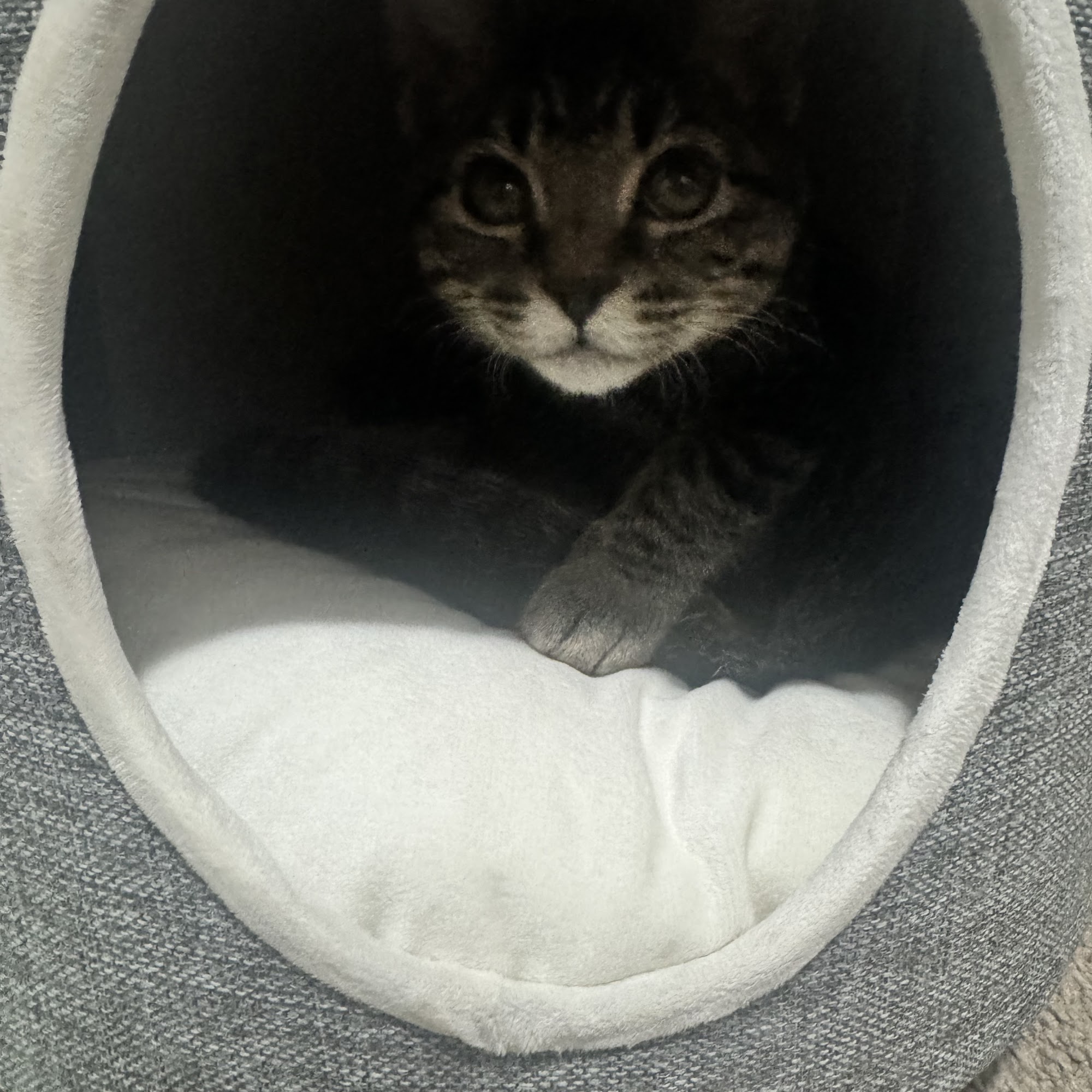 The Humane Society of Tampa Bay Tampa