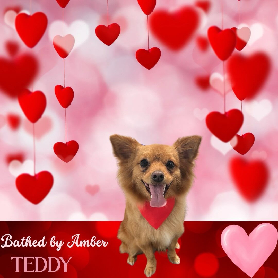 And a Leash, Specialty Petcare Tampa