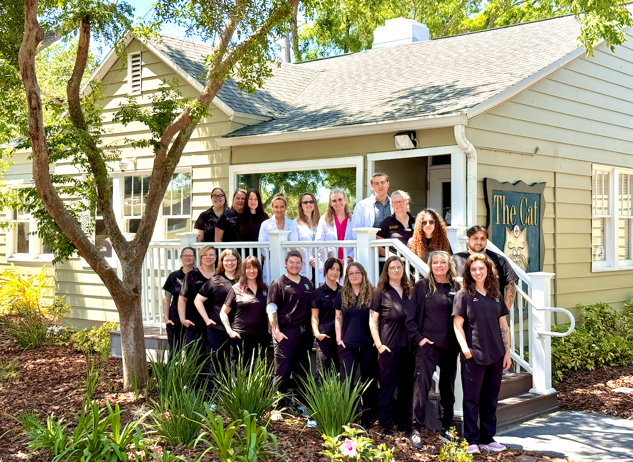 Cat Doctors Tampa