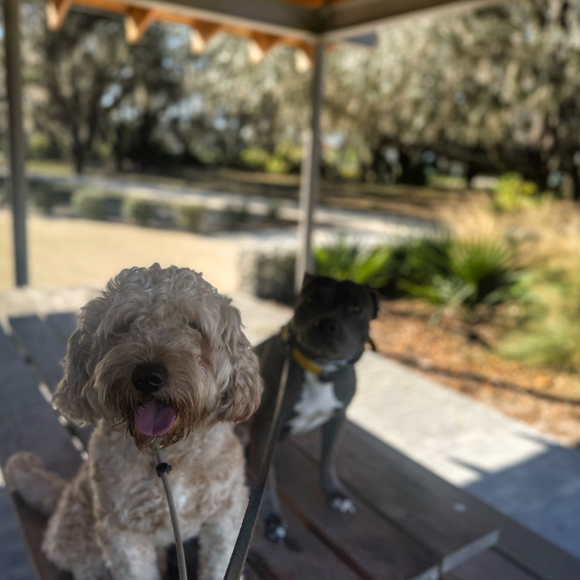 Off Leash K9 Training Tampa Tampa