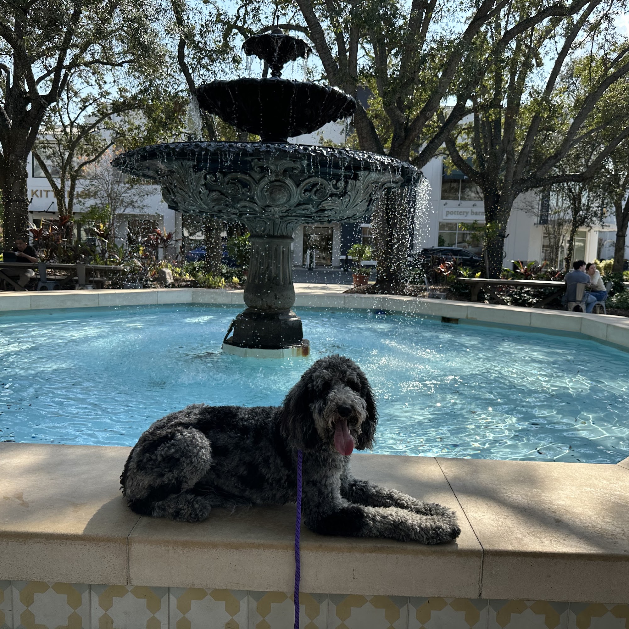 The Dog Wizard Tampa Tampa