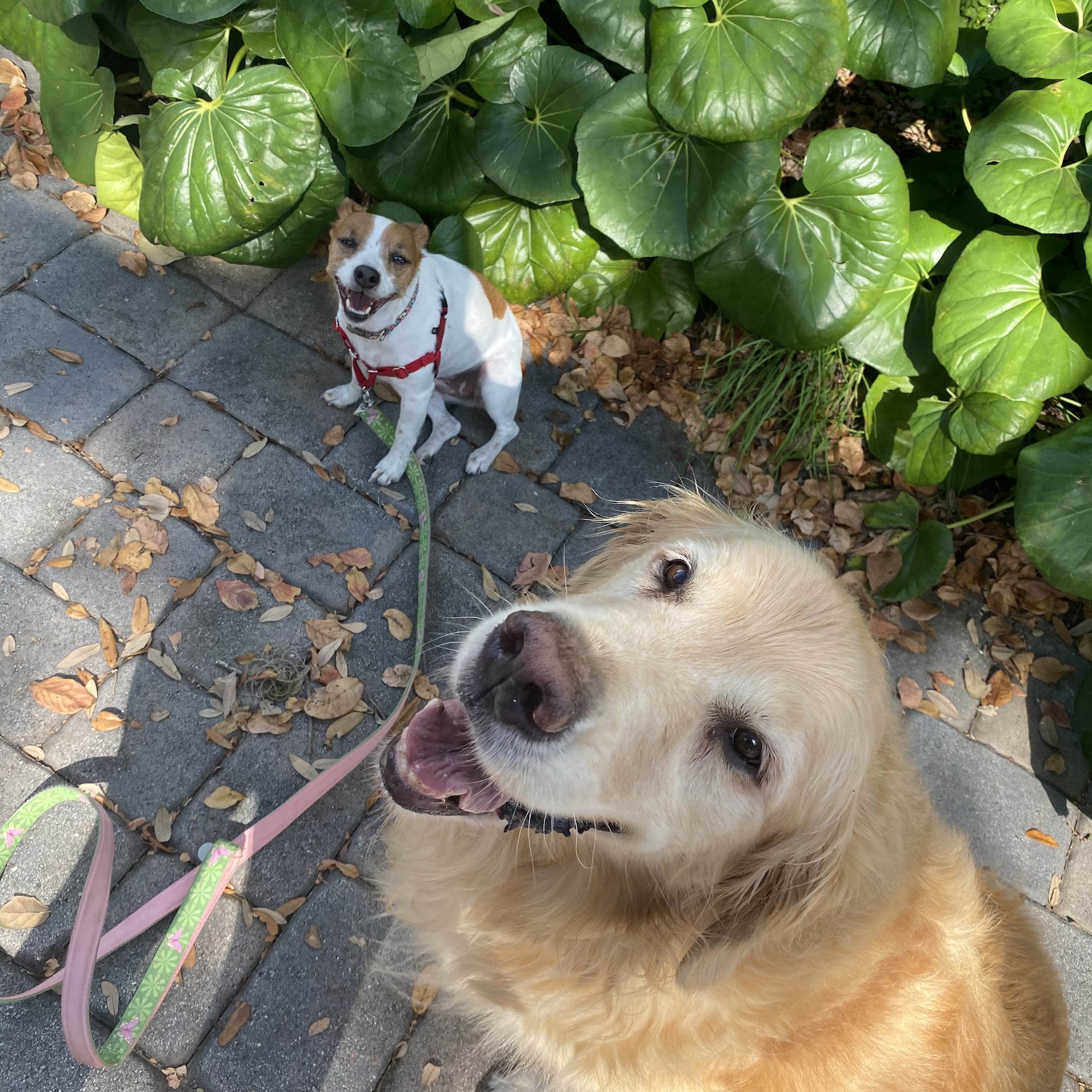 South Tampa Dog Walking & Pet Sitting Tampa